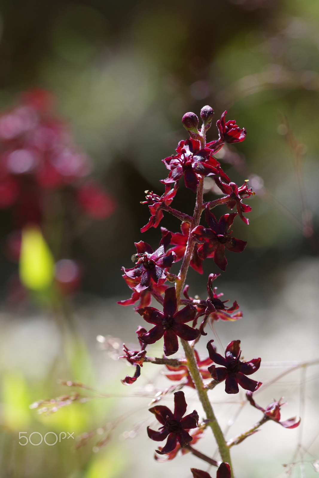 Pentax smc D-FA 100mm F2.8 Macro WR sample photo. 臺灣藜蘆 veratrum formosanum photography