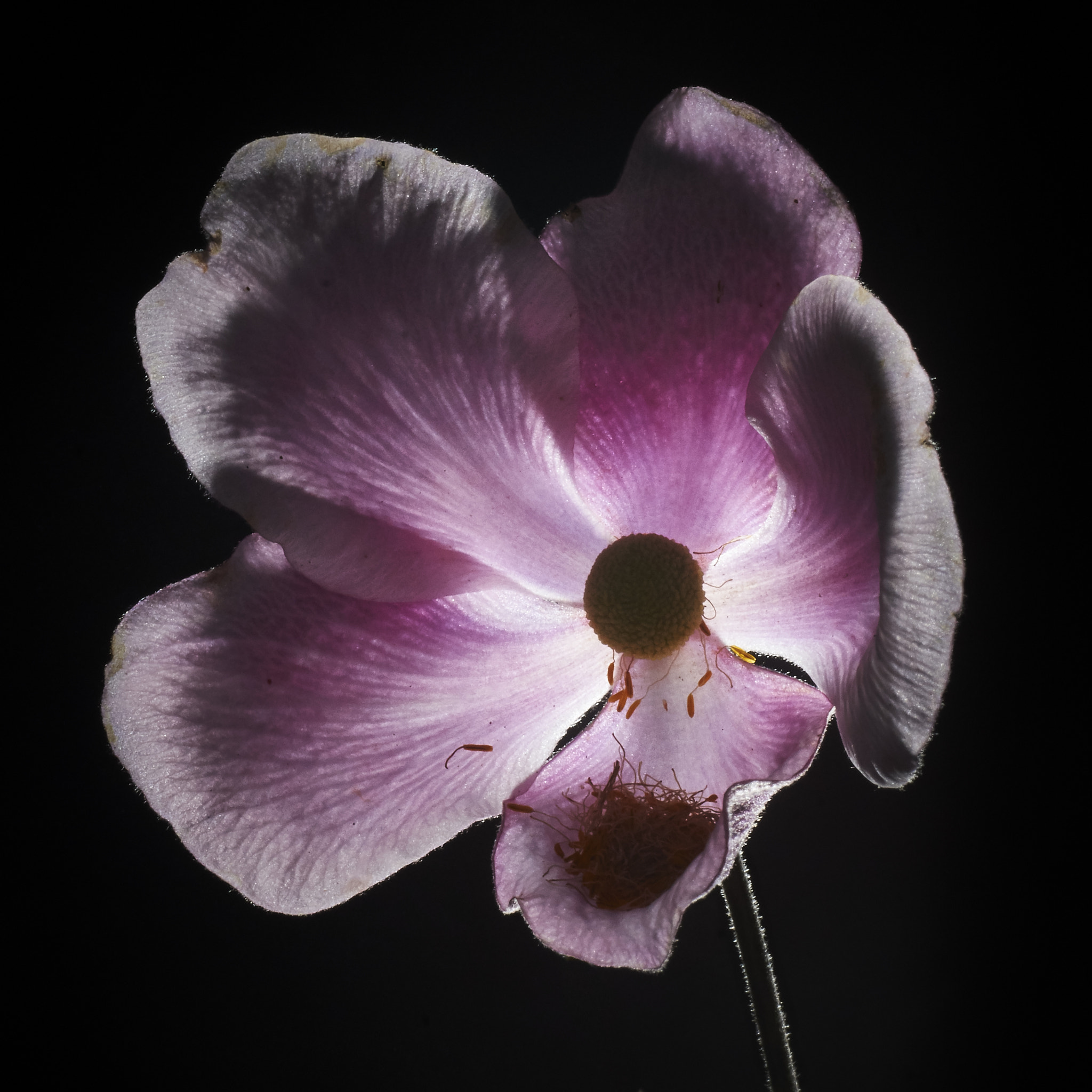 Sony SLT-A77 sample photo. Anemone hupehensis at night photography