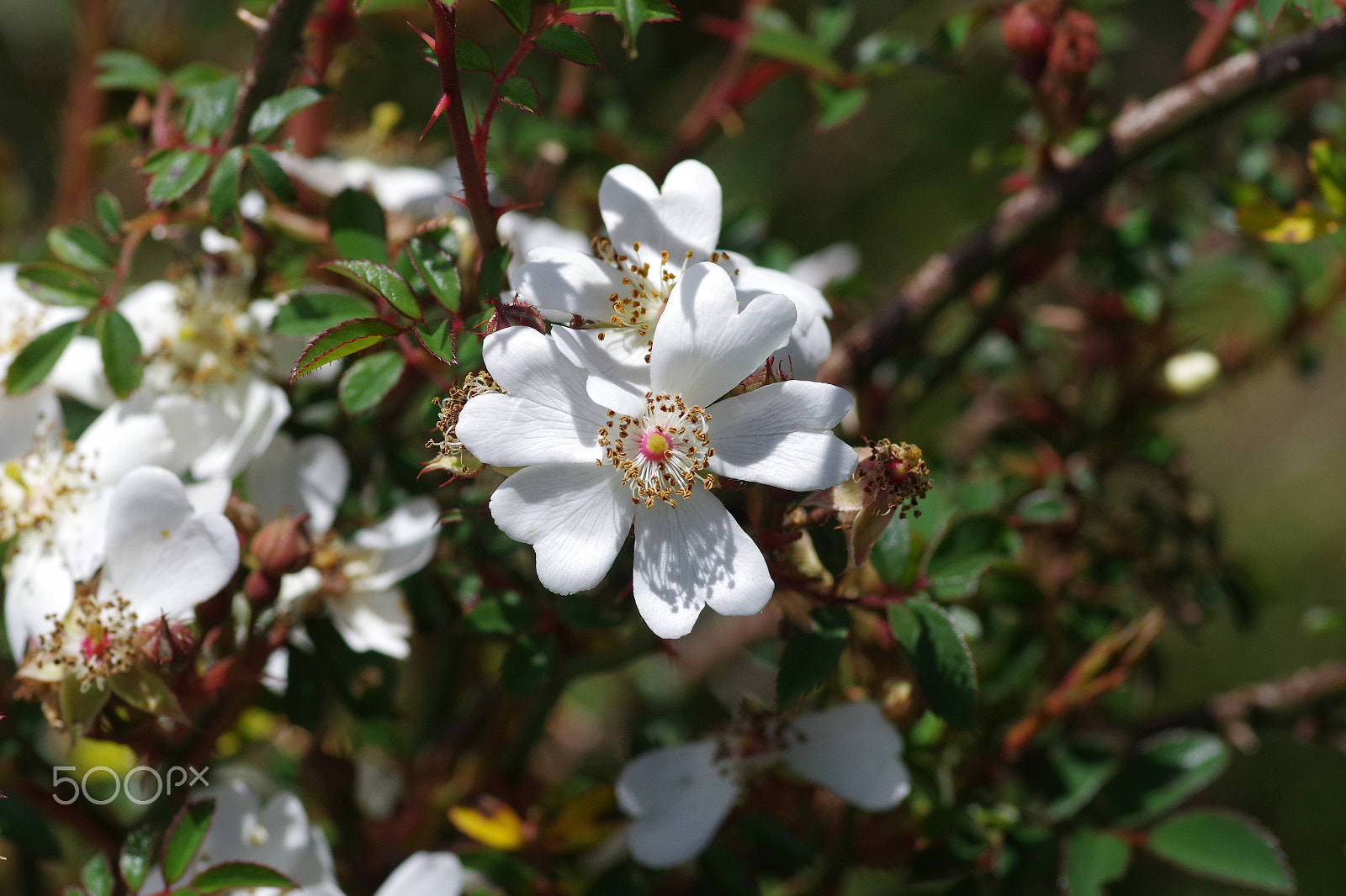 Pentax smc D-FA 100mm F2.8 Macro WR sample photo. 高山薔薇 rosa transmorrisonensis photography