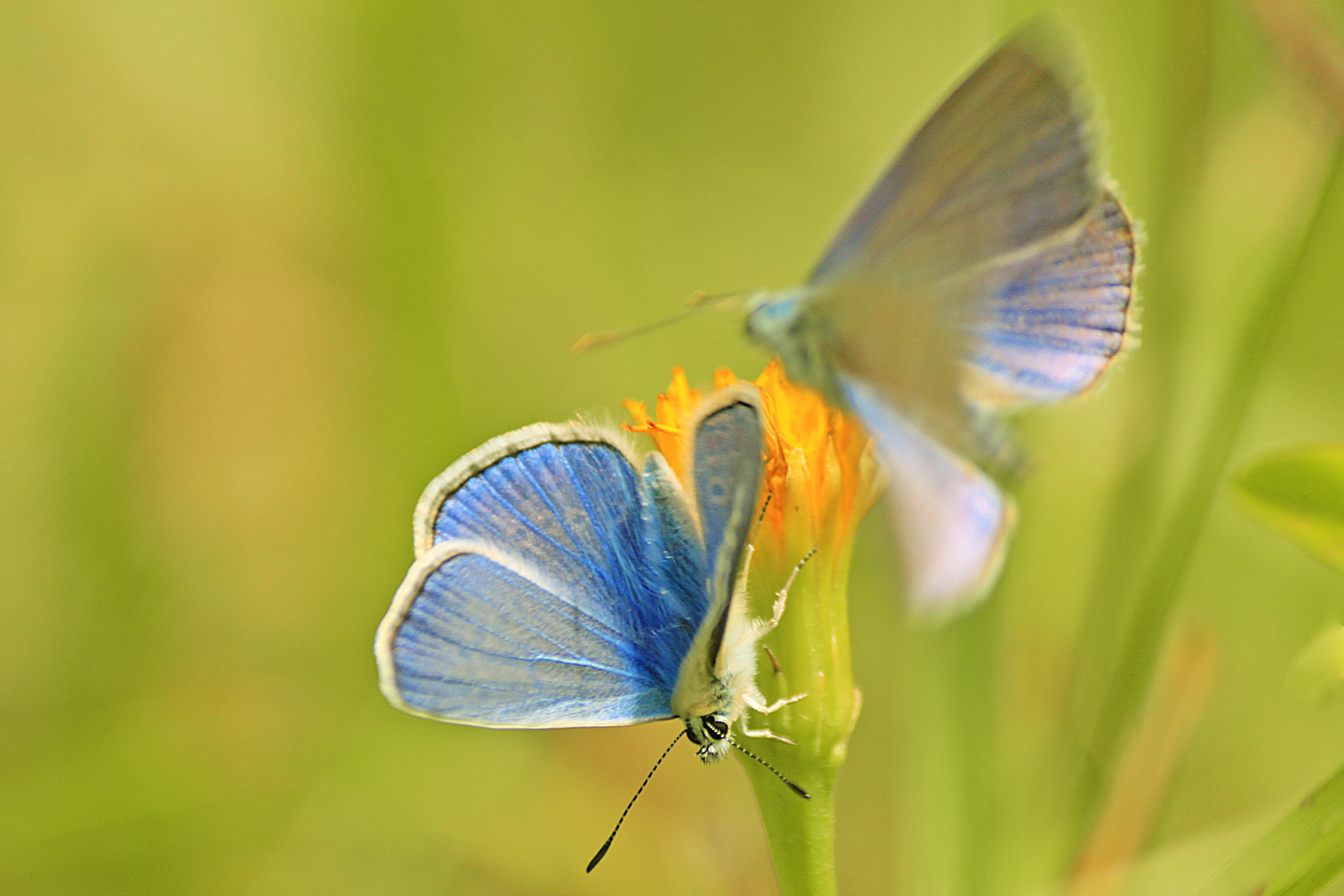 Canon EOS 500D (EOS Rebel T1i / EOS Kiss X3) sample photo. The last dance of a butterfly photography