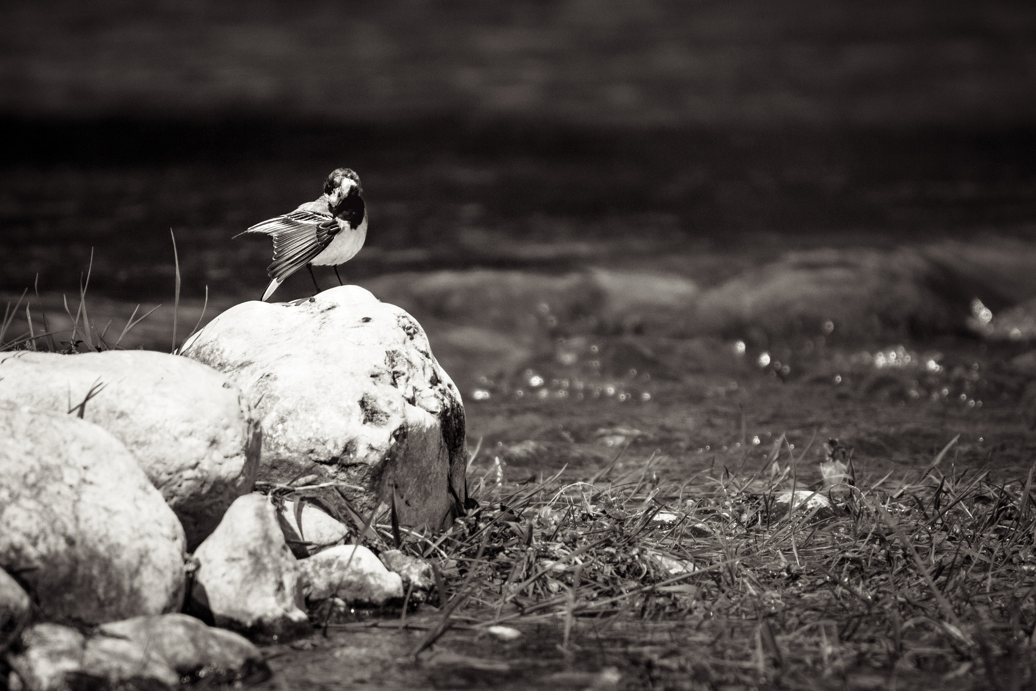 Canon EOS 650D (EOS Rebel T4i / EOS Kiss X6i) sample photo. Posing wagtail photography