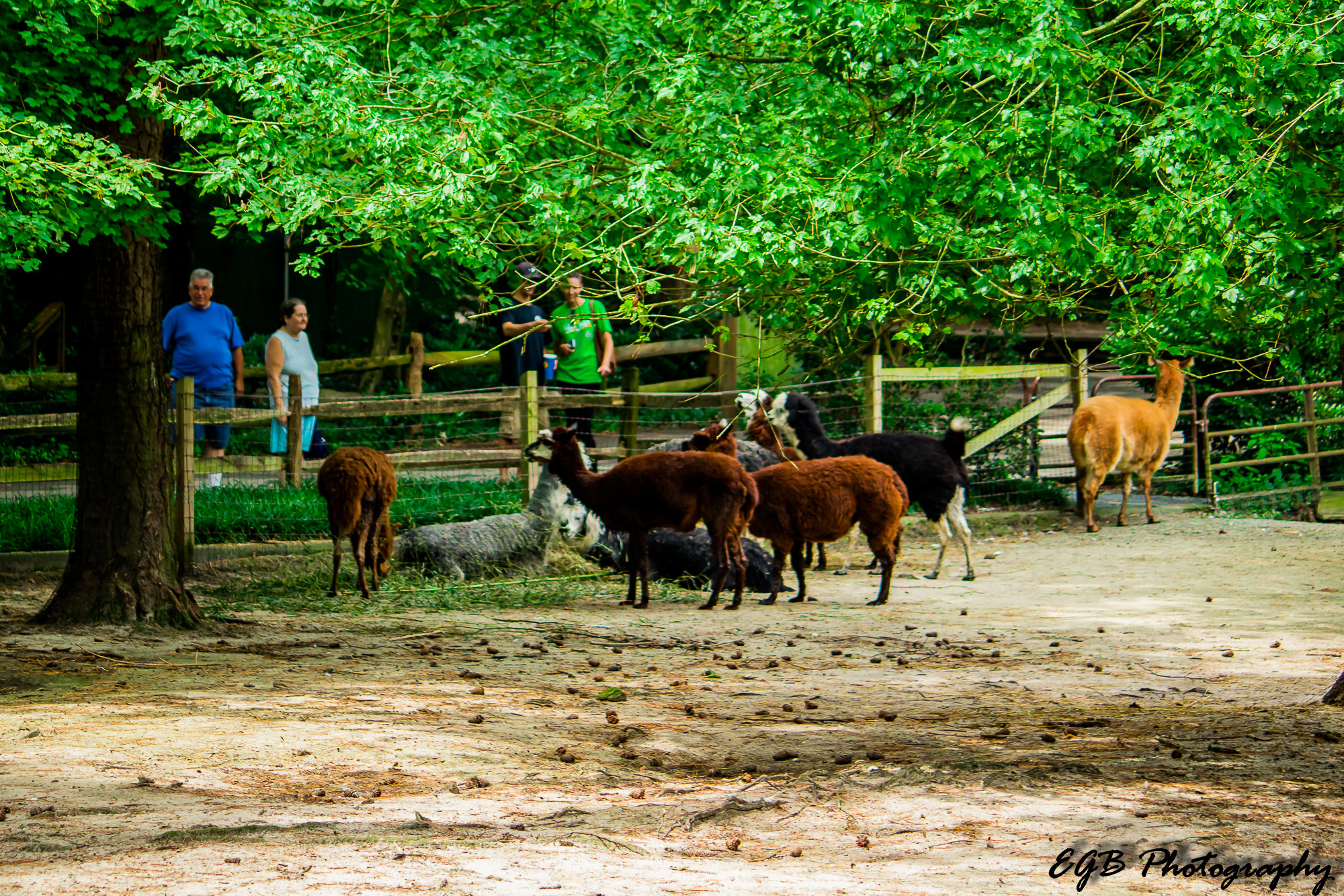 Canon EF-S 55-250mm F4-5.6 IS sample photo. At the zoo photography