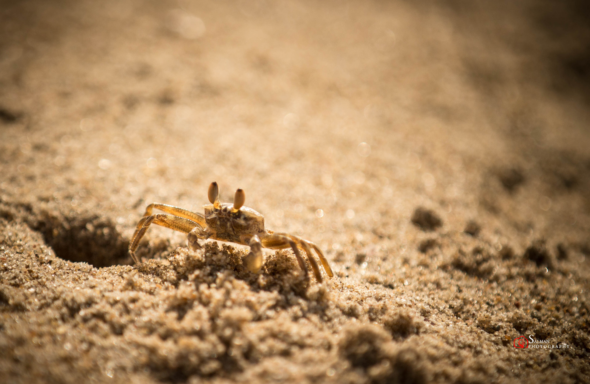 Canon EF 70-200mm F2.8L IS II USM sample photo. Crab macro photography