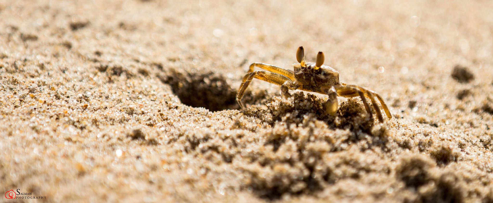 Canon EF 70-200mm F2.8L IS II USM sample photo. Crab beach photography