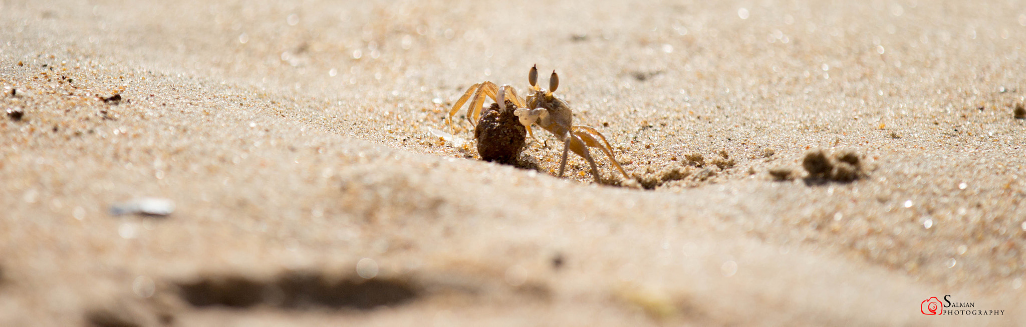 Canon EF 70-200mm F2.8L IS II USM sample photo. Crab photography