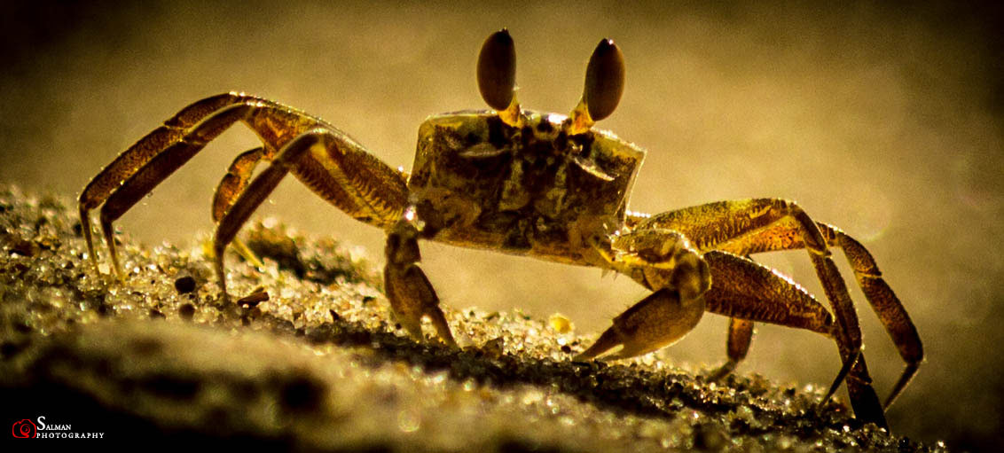 Canon EF 70-200mm F2.8L IS II USM sample photo. Crab macro photography