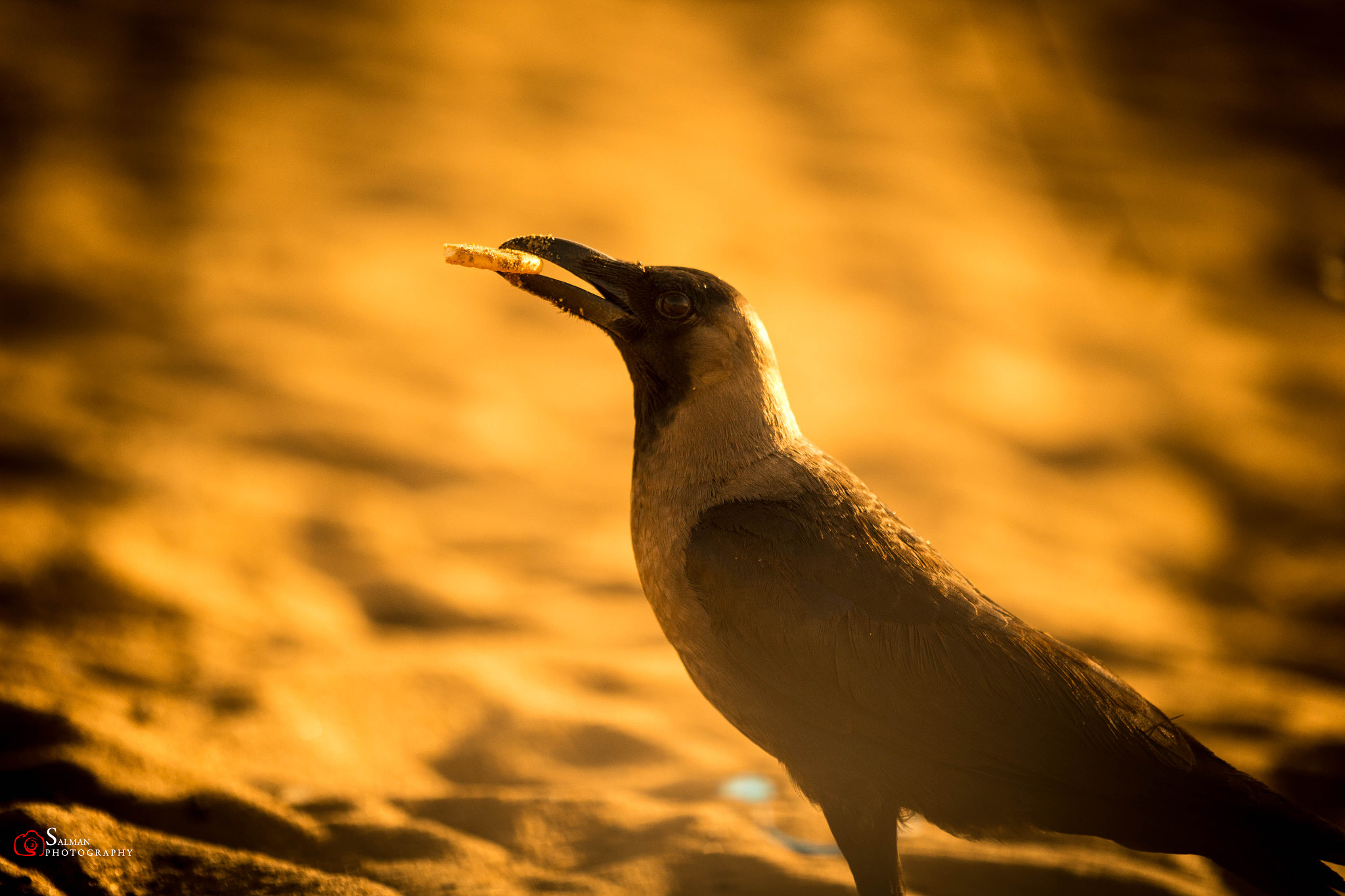 Canon EF 70-200mm F2.8L IS II USM sample photo. Crow photography