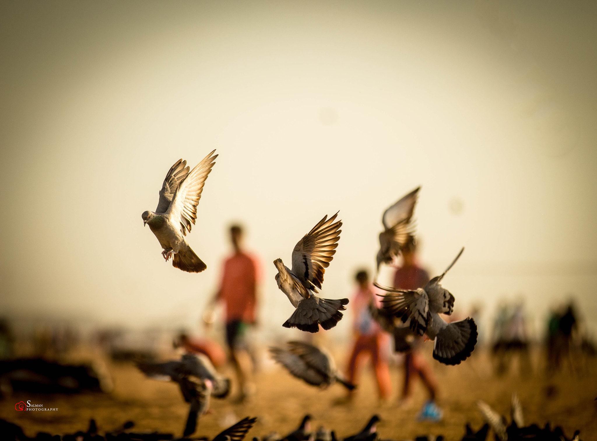 Canon EF 70-200mm F2.8L IS II USM sample photo. Birds photography