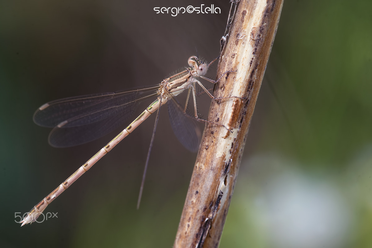 Sigma 150mm F2.8 EX DG Macro HSM sample photo. Sympecma fusca ♀ photography