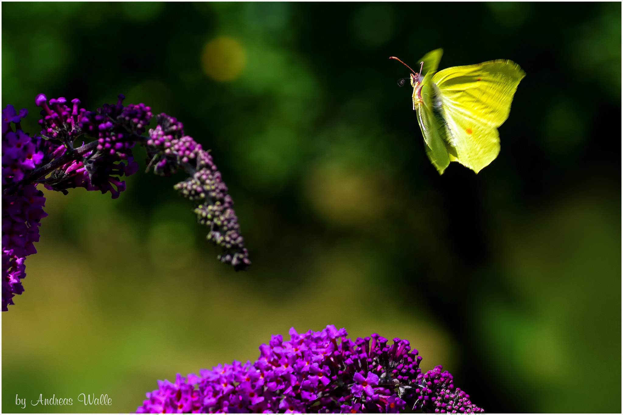 Sigma 70mm F2.8 EX DG Macro sample photo. The yellow flying butterfly photography