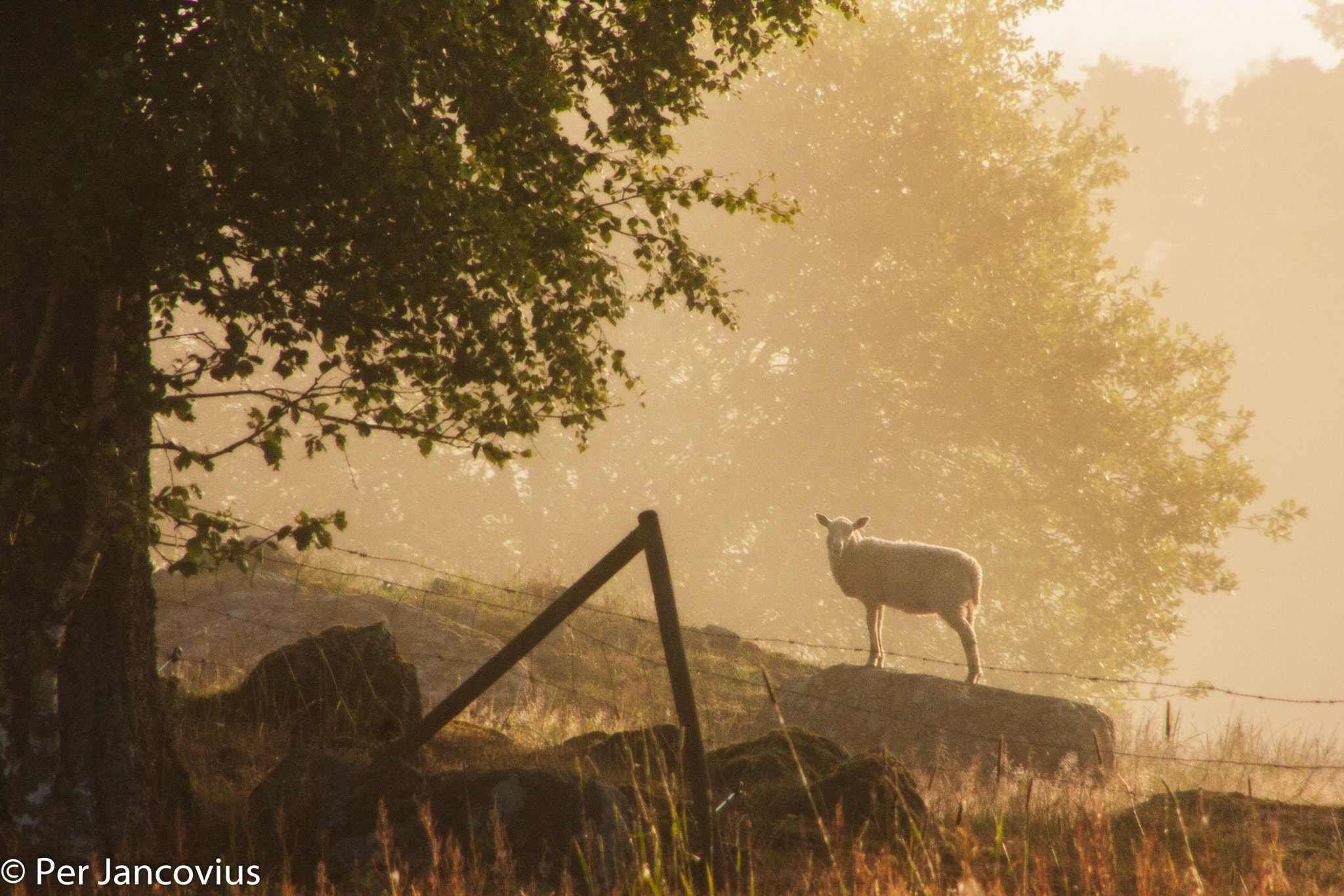 Canon EOS 40D sample photo. Foggy sheep photography