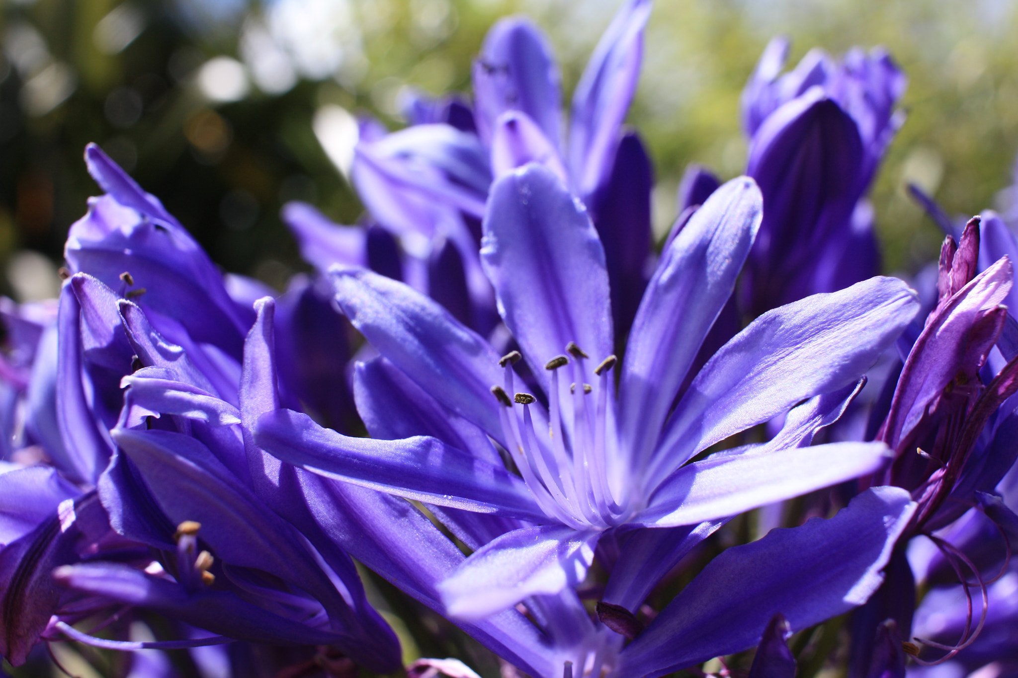Canon EF-S 24mm F2.8 STM sample photo. Agapanthe photography