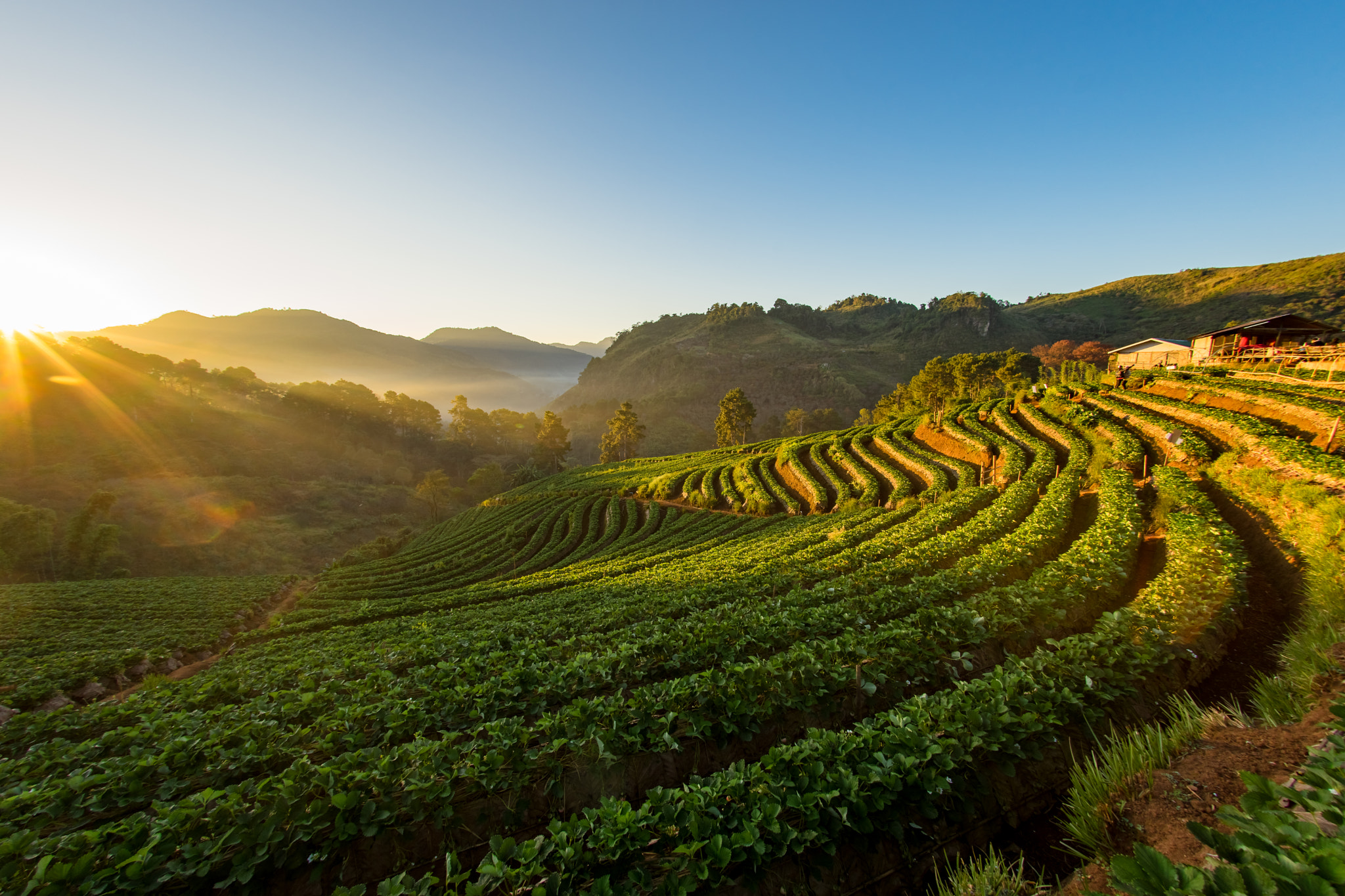 Sony 16mm F2.8 Fisheye sample photo. Strawberry farm at doi angkhang , chiangmai province, thailand photography
