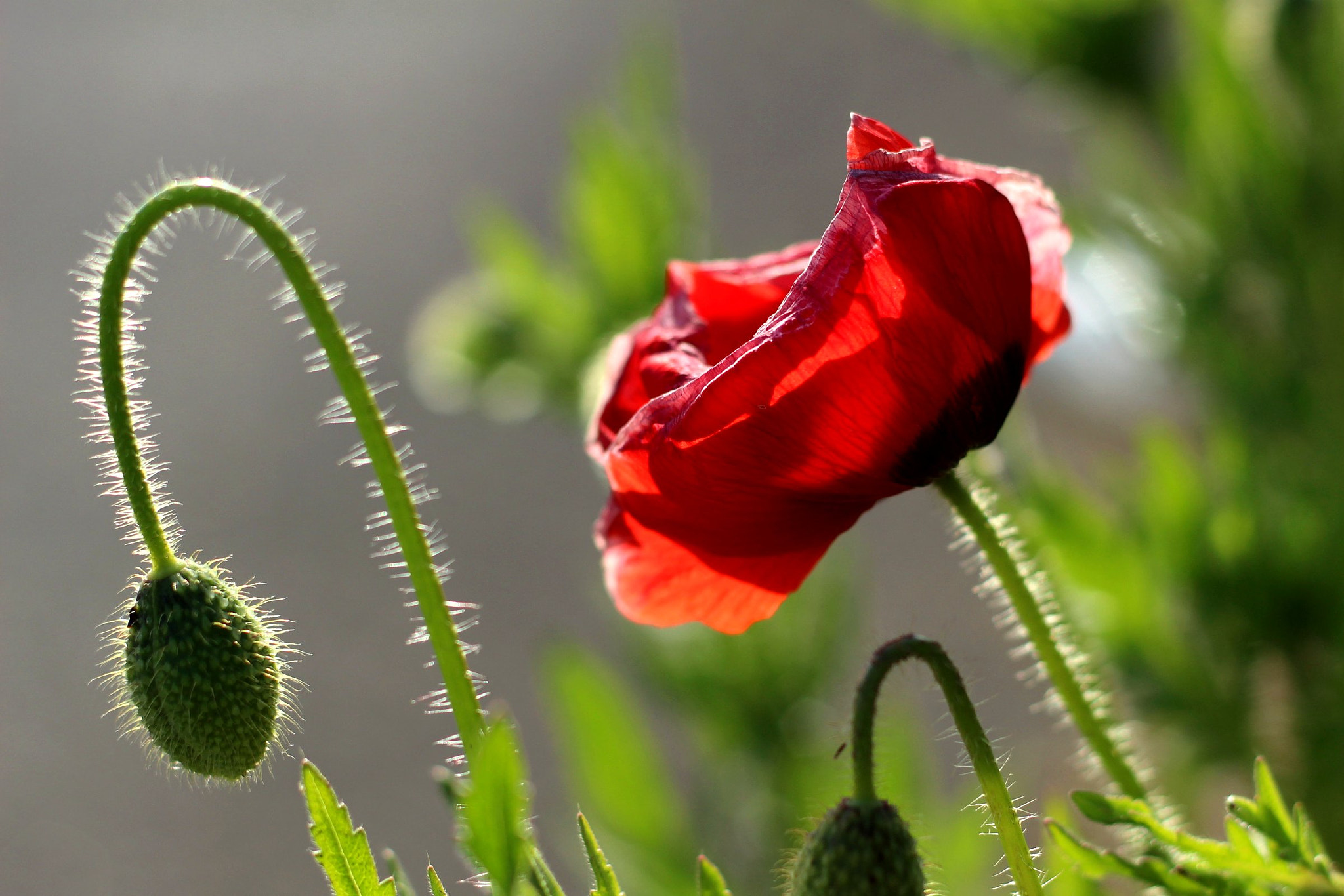 Canon EOS 100D (EOS Rebel SL1 / EOS Kiss X7) + Canon EF 50mm F1.8 II sample photo. Solo poppy photography