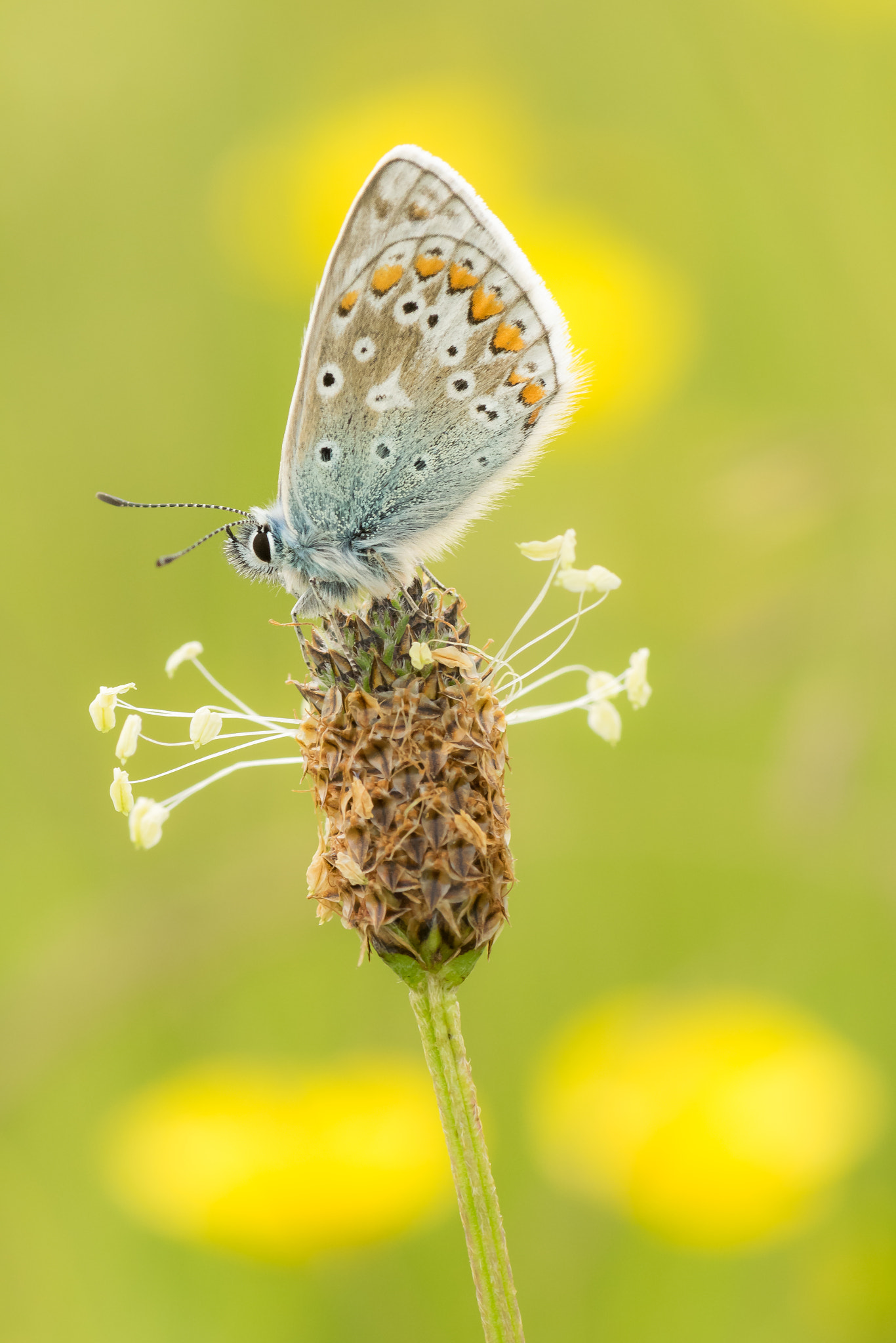Nikon AF-S Micro-Nikkor 105mm F2.8G IF-ED VR sample photo. Common blue photography