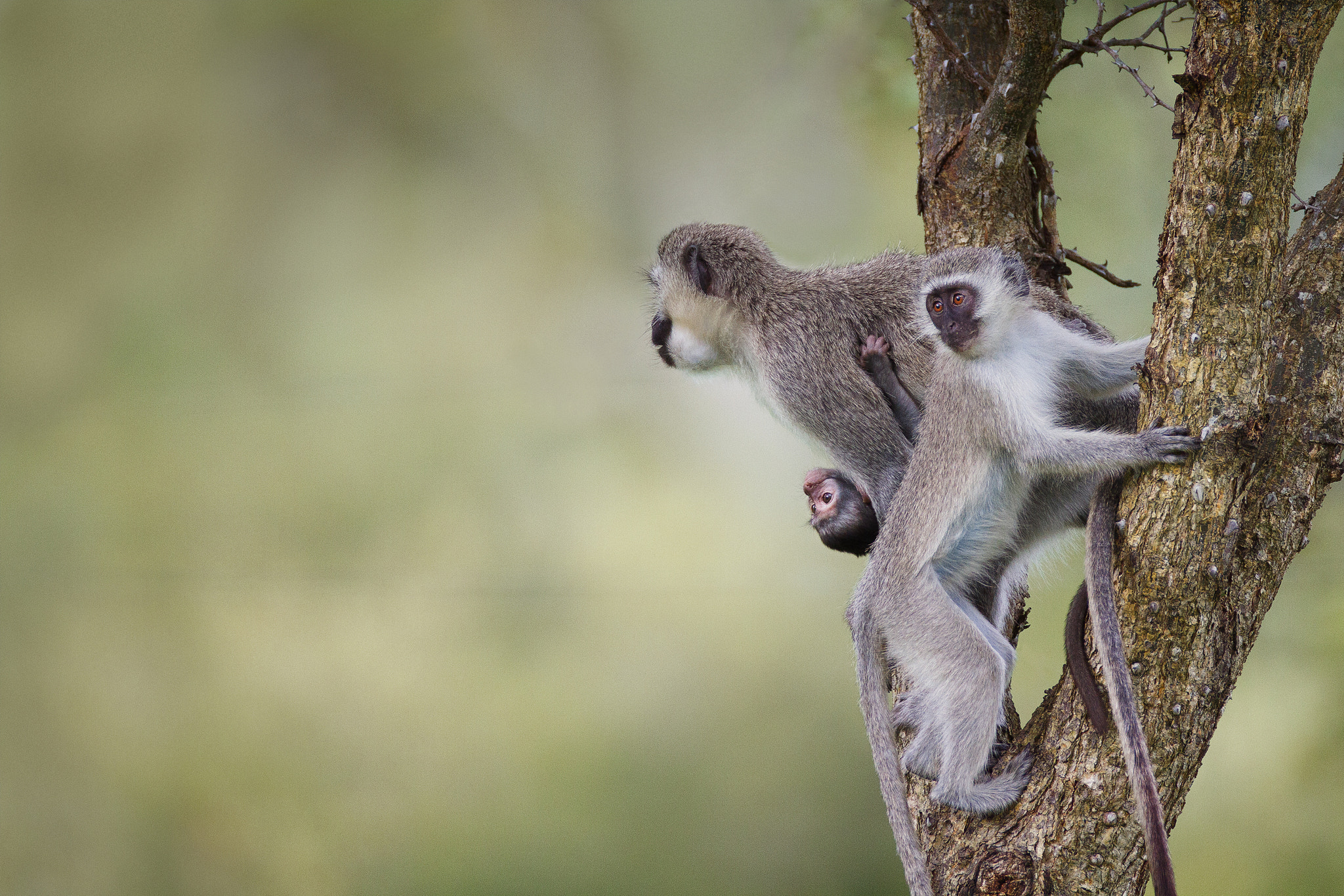 Canon EOS 7D + Canon EF 600mm f/4L IS sample photo. Vervet monkey family photography