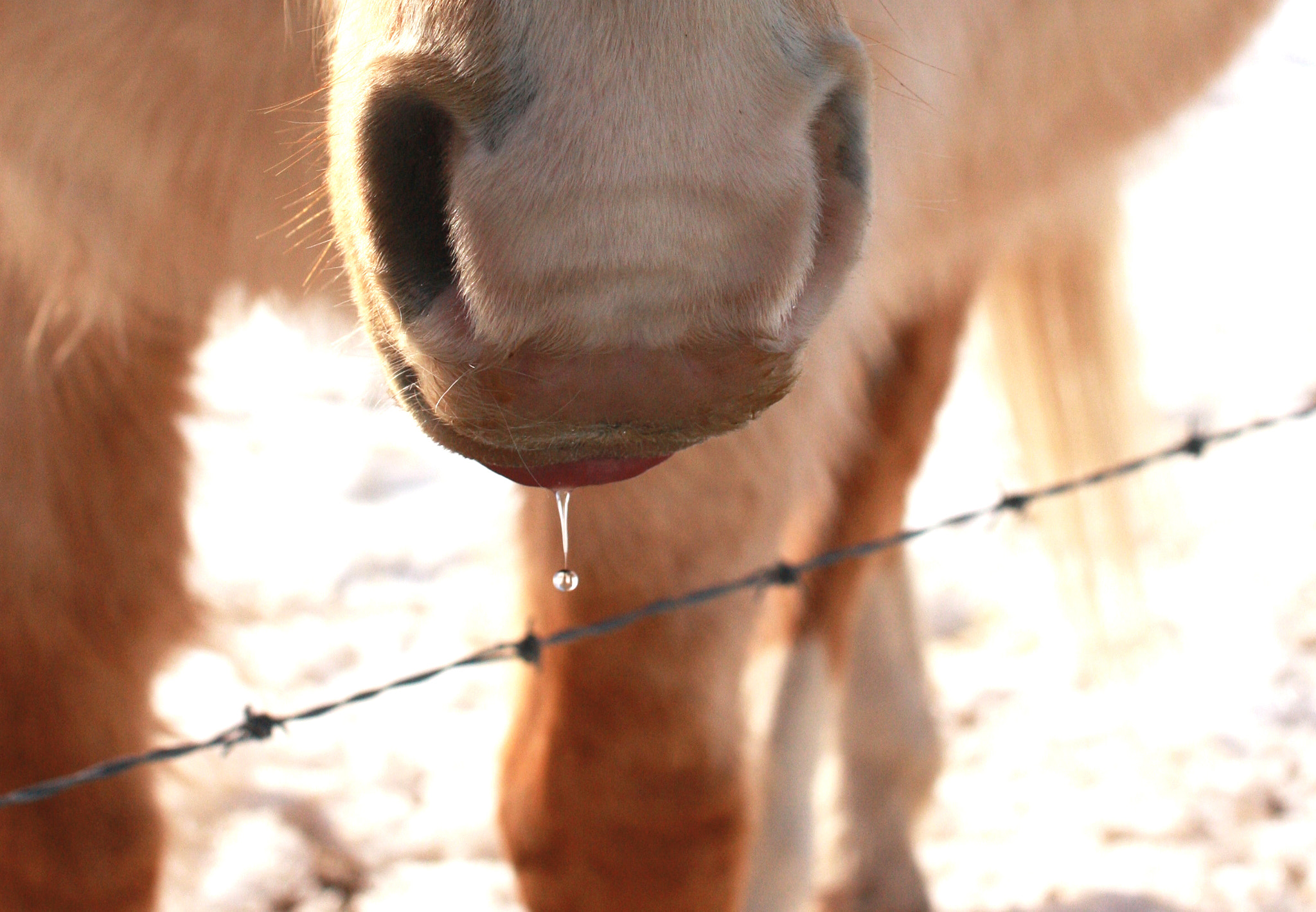 Sigma 50mm F1.4 EX DG HSM sample photo. Copper drip photography