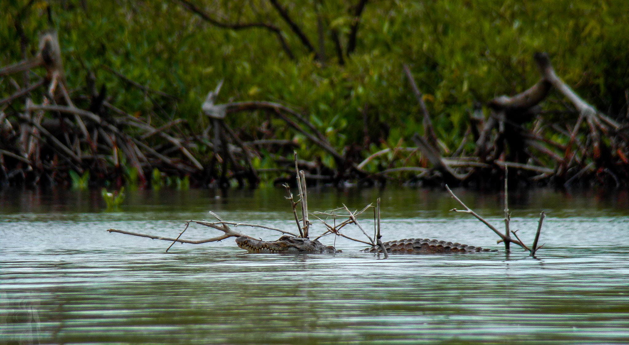 JK KODAK PIXPRO AZ421 sample photo. Crocodylus suchus   west african crocodile photography