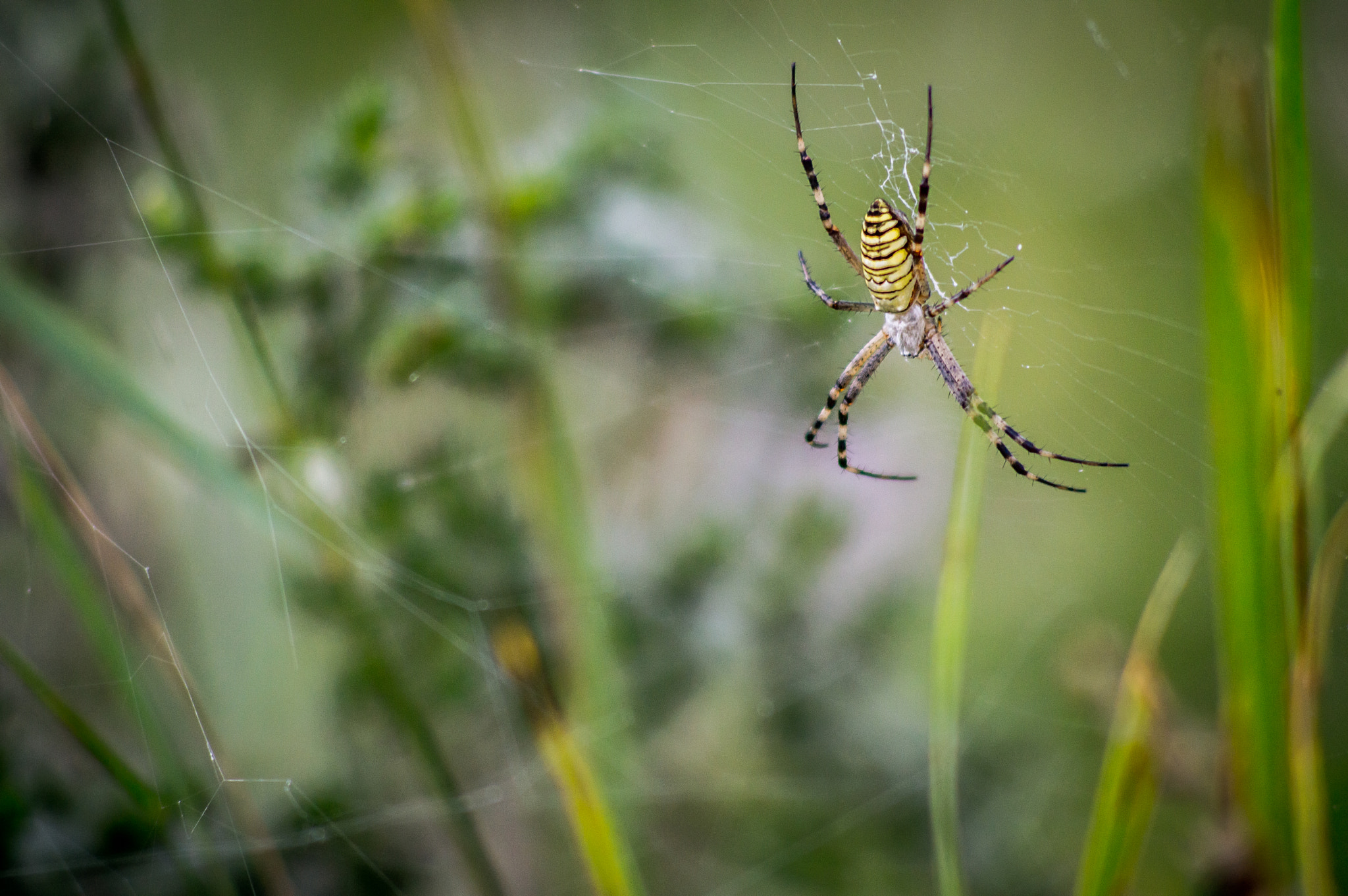 Nikon D3200 + AF Nikkor 70-210mm f/4-5.6 sample photo. Wasp spider photography