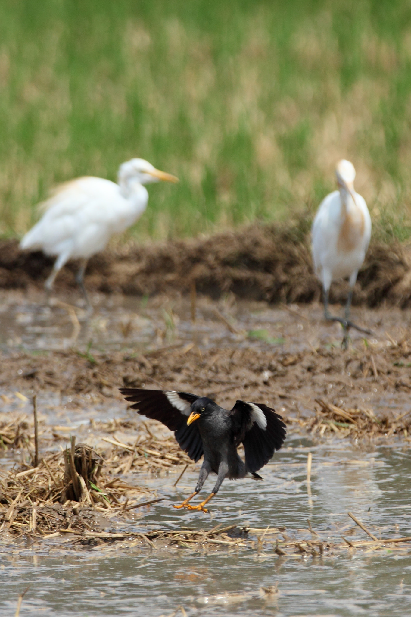Canon EF 70-200mm F2.8L IS II USM sample photo. Landing photography