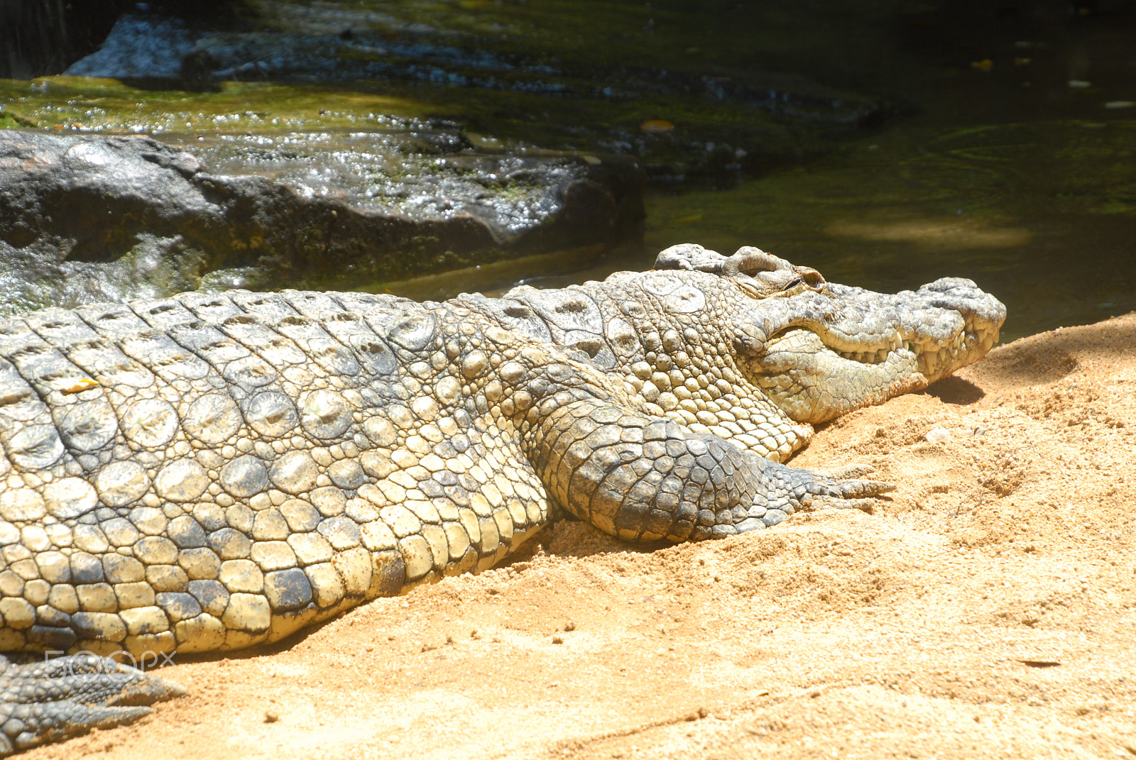 Nikon D200 sample photo. Cocodrile photography