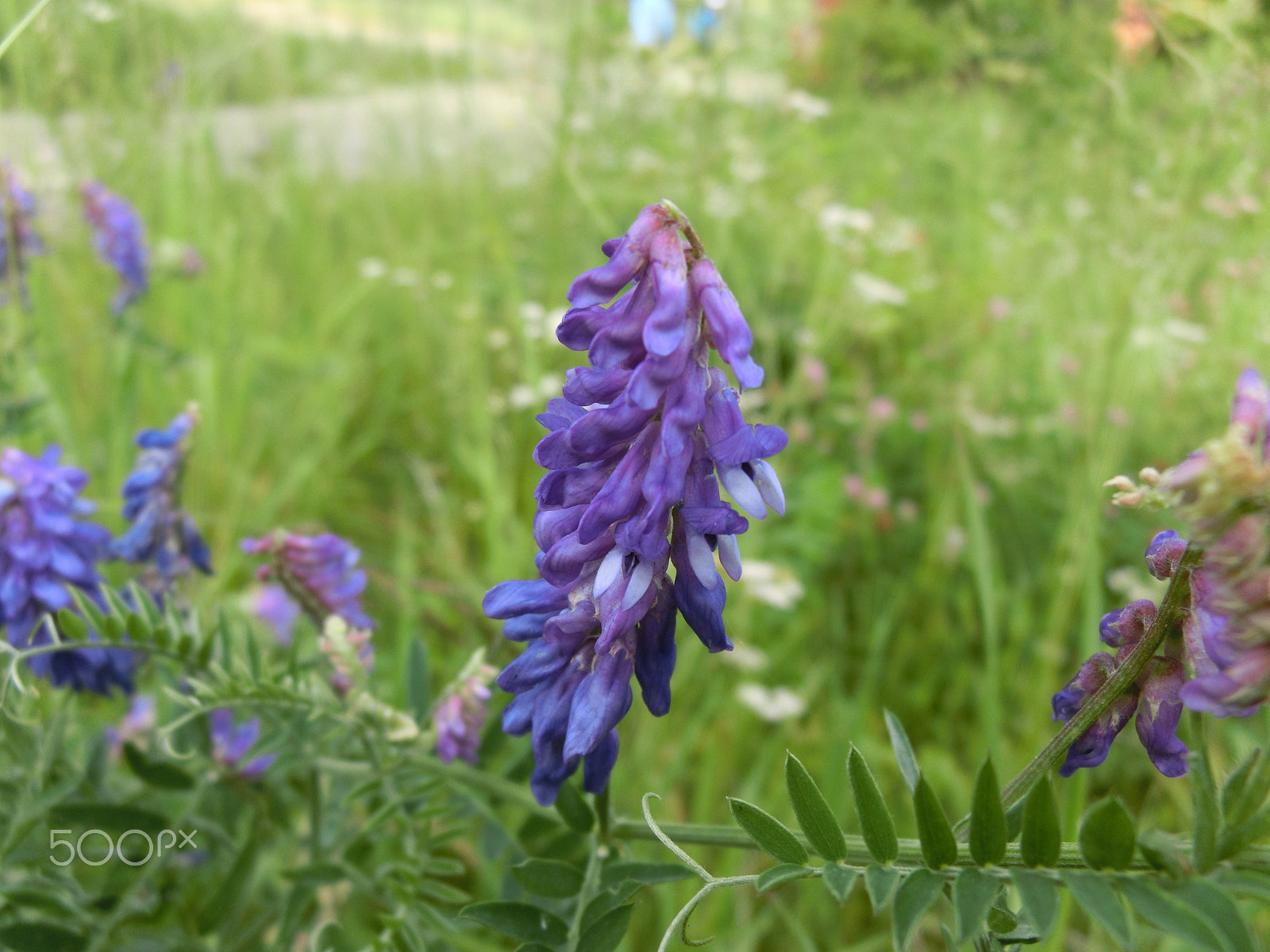 CASIO EX-ZR300 sample photo. Violet flowers photography