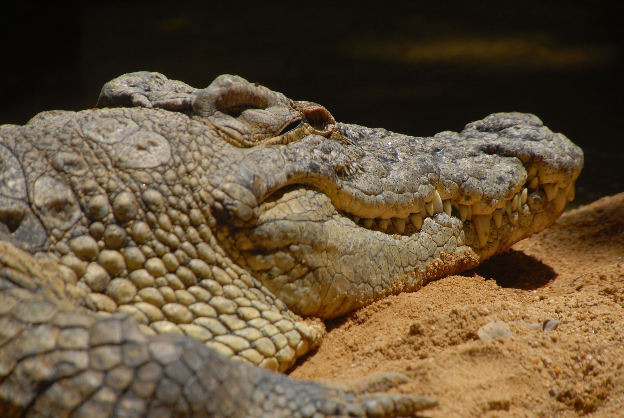 Nikon D200 sample photo. [] photography