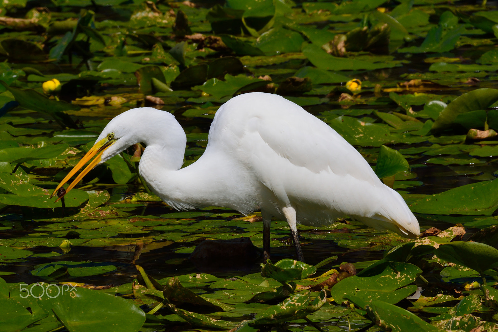 Nikon AF-S Nikkor 200-500mm F5.6E ED VR sample photo. Snowy egret photography