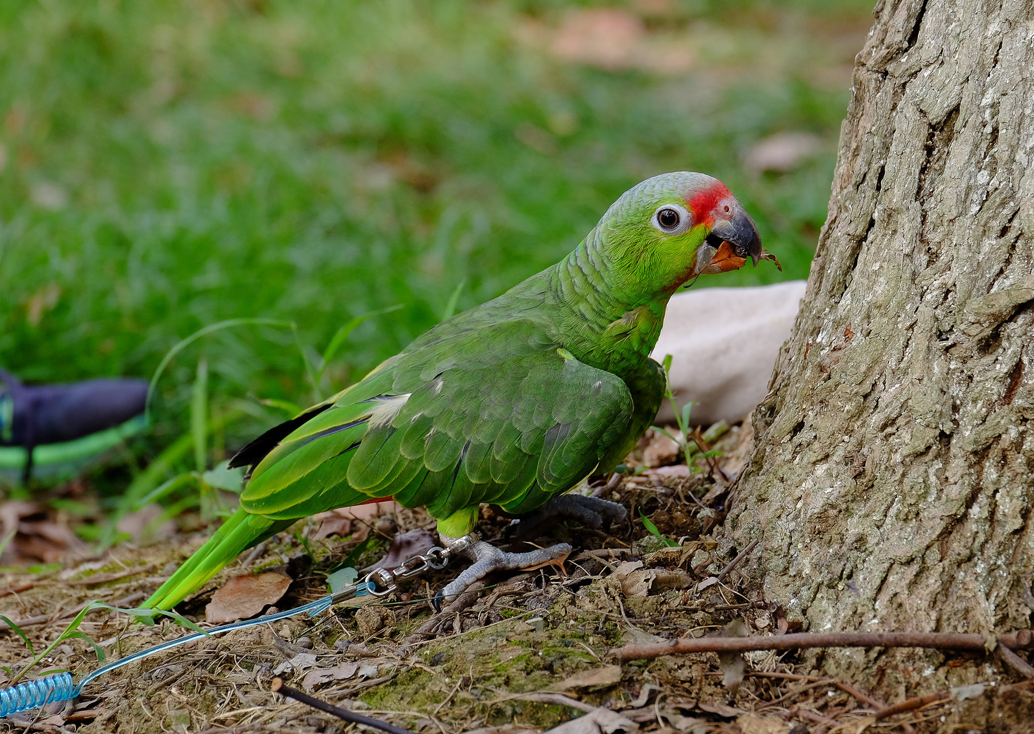 Fujifilm X-T1 + Fujifilm XC 50-230mm F4.5-6.7 OIS II sample photo. Parrot photography