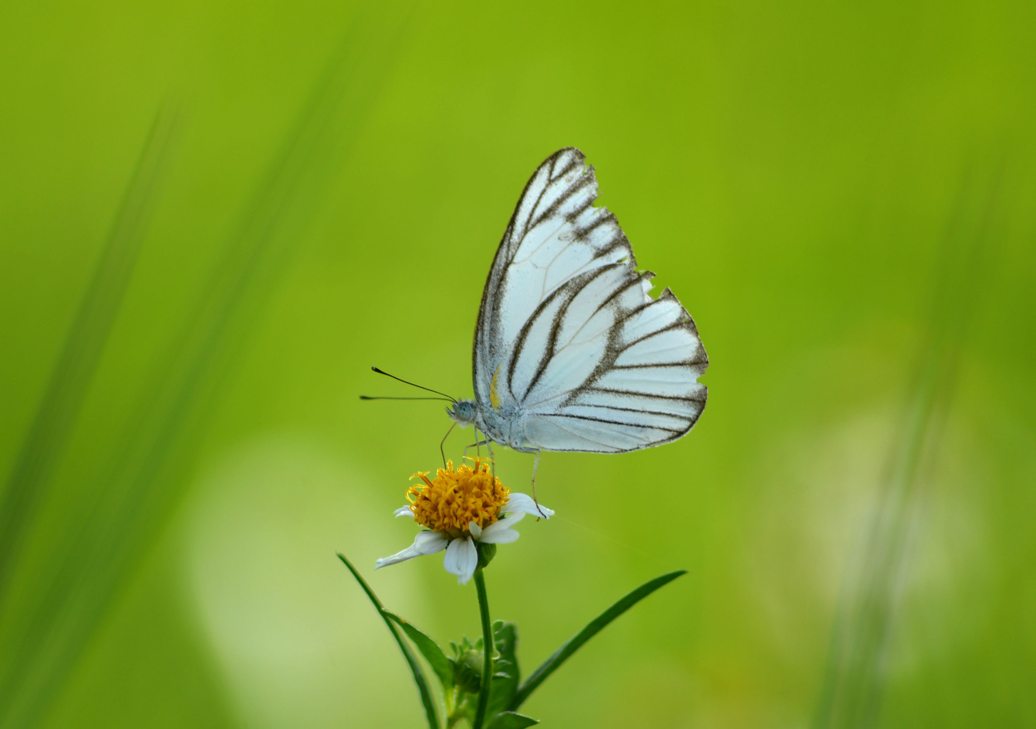 Sigma 35mm F1.4 DG HSM Art sample photo. Striped albatross photography