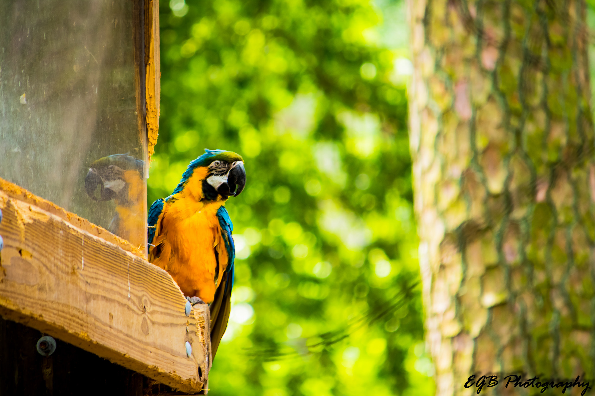 Canon EF-S 55-250mm F4-5.6 IS sample photo. Polly want a cracker photography