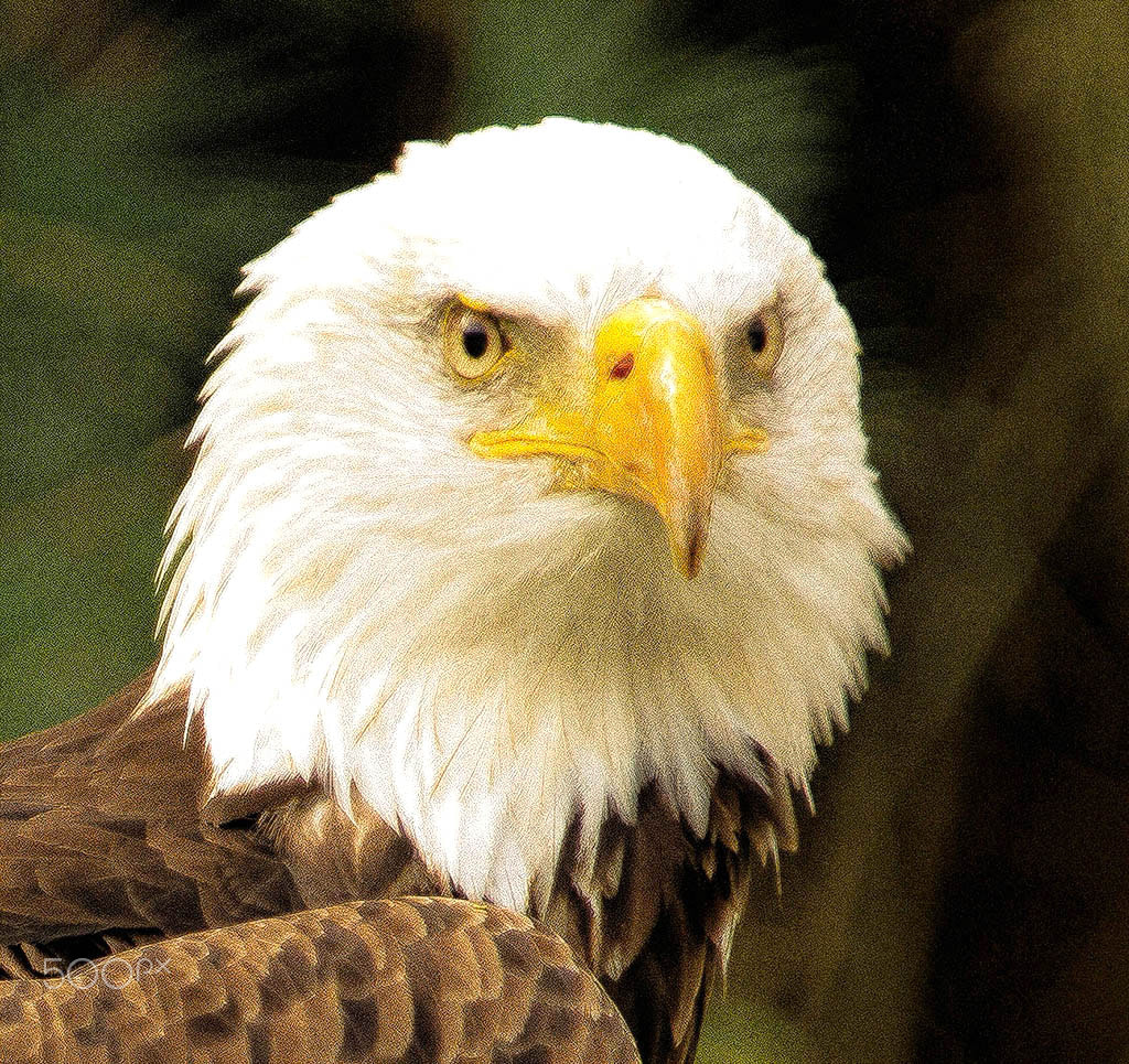 Olympus E-5 sample photo. Bald eagle photography