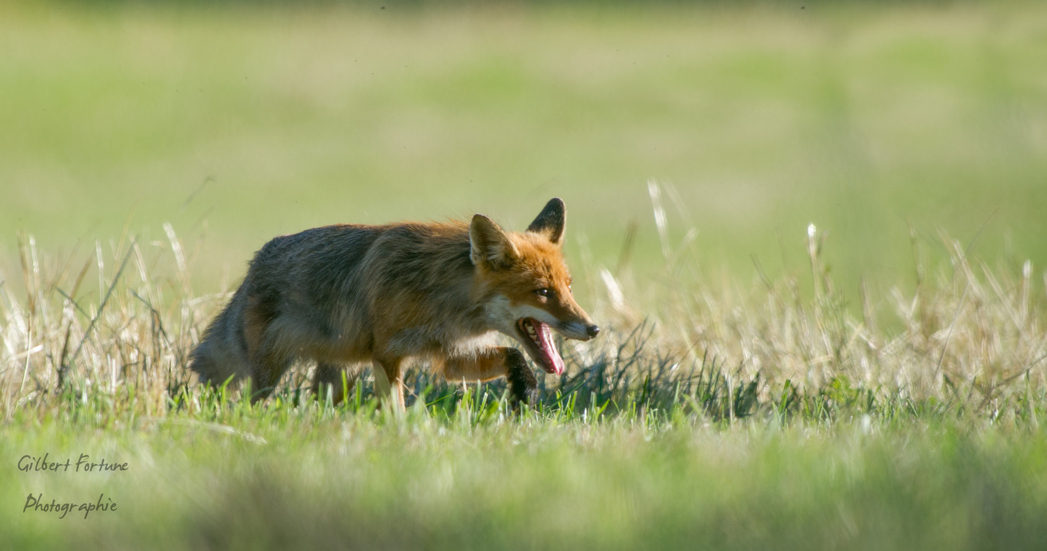 Nikon AF-S Nikkor 300mm F2.8G ED VR II sample photo. Renarde photography