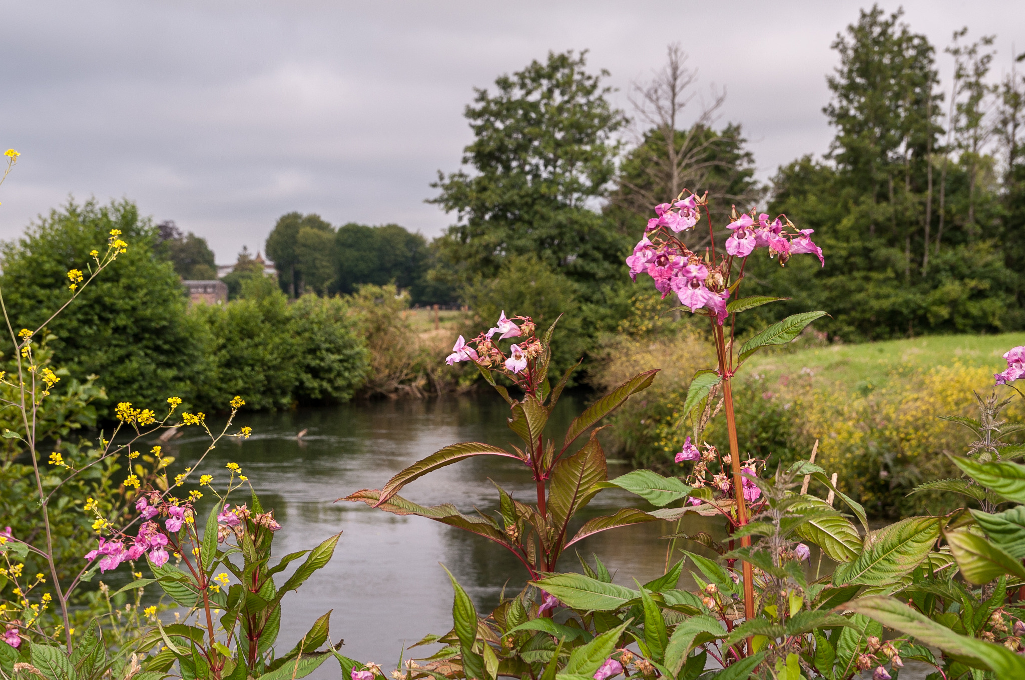 Sigma 17-50mm F2.8 EX DC OS HSM sample photo. Riverside flower photography