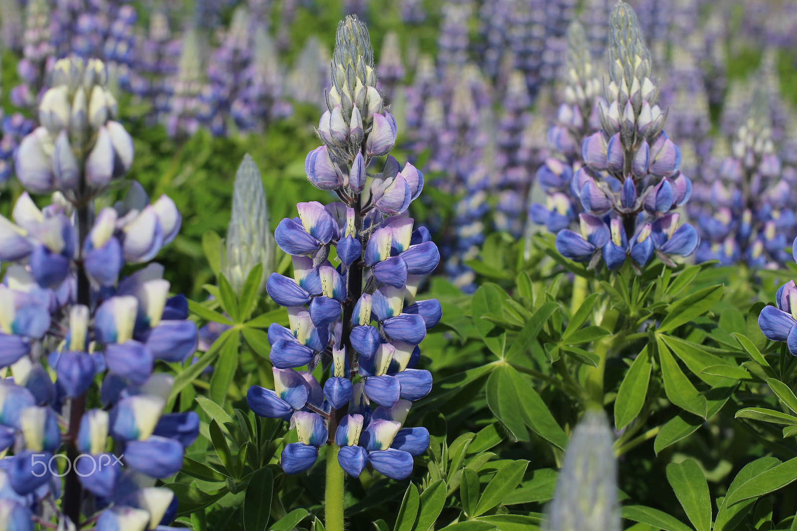 Canon EF 40mm F2.8 STM sample photo. 2016-06-05 05.56.06.jpg photography
