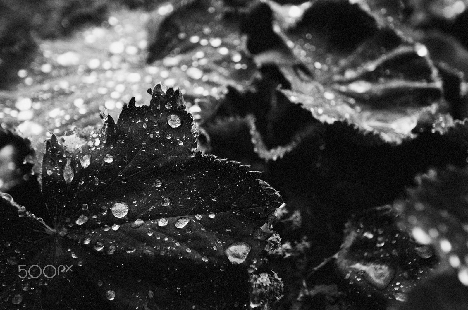 Pentax K-5 II sample photo. The netherlands photography