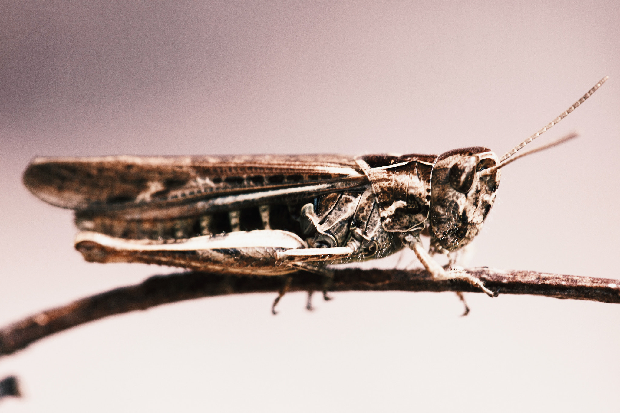 Sigma APO Macro 150mm f/2.8 EX DG HSM sample photo. Untitled photography