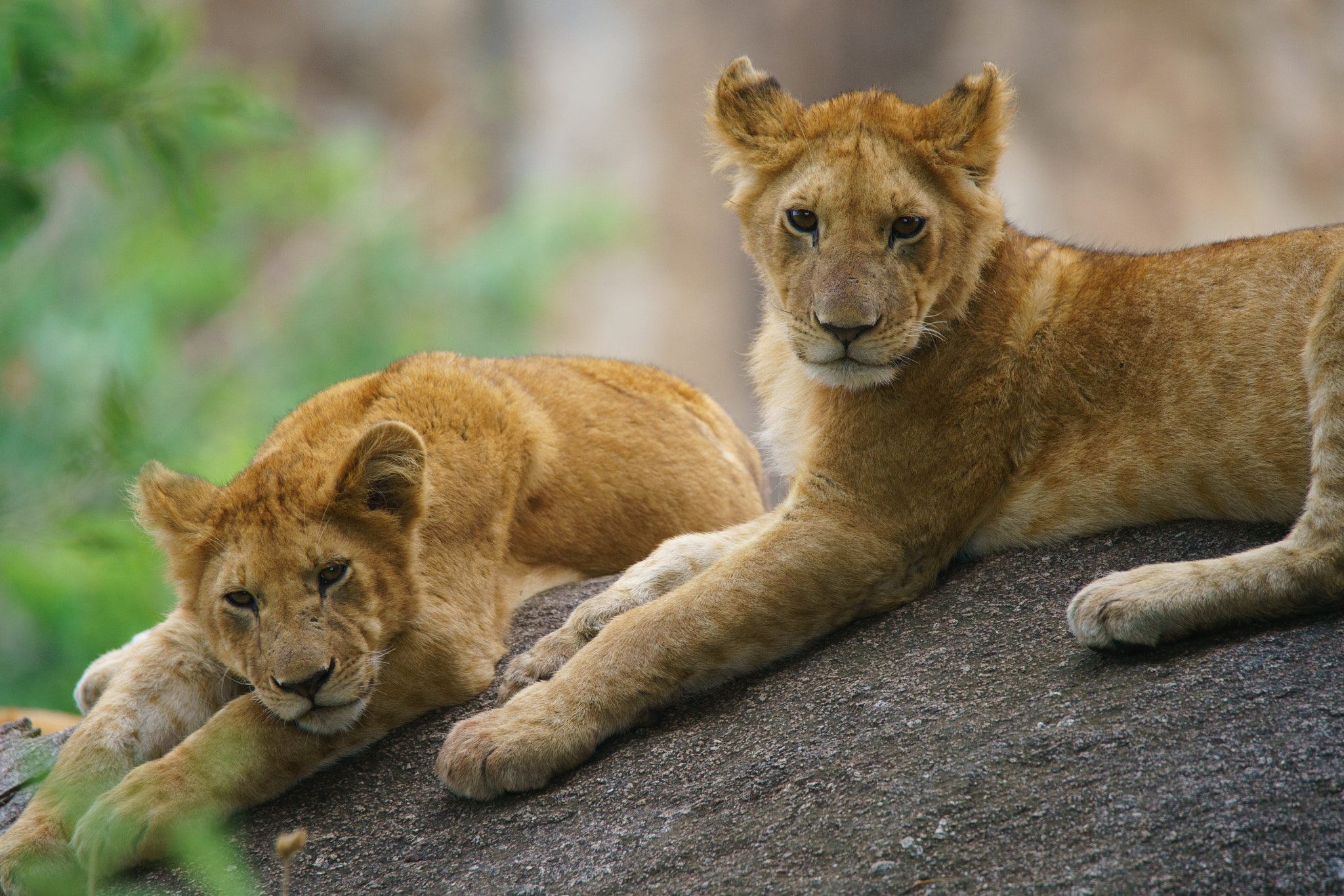 Sony a7R II + Tamron SP 150-600mm F5-6.3 Di VC USD sample photo. Lions cubs on a kopje photography