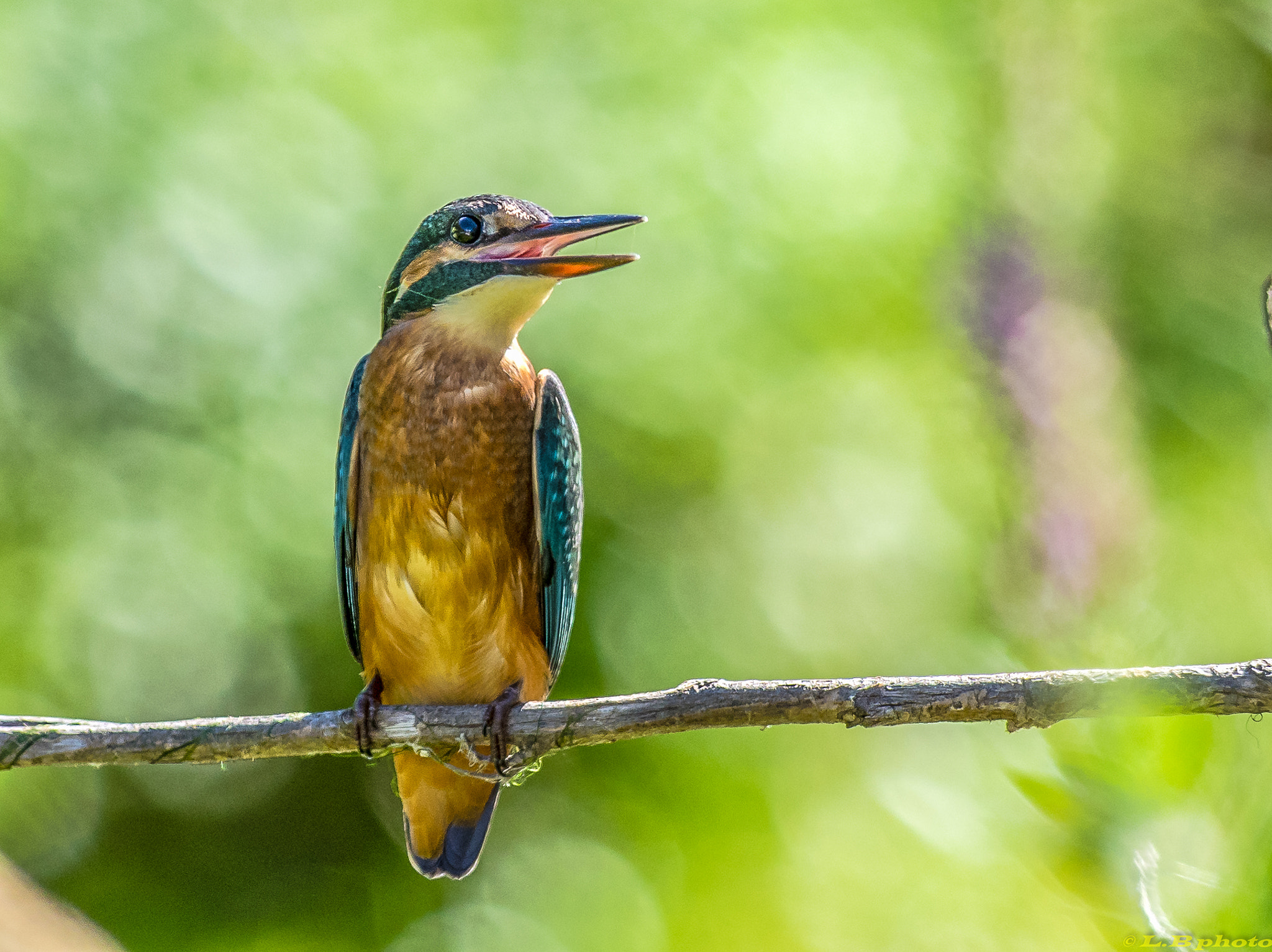 Pentax smc DA* 300mm F4.0 ED (IF) SDM sample photo. Mme martin pecheur photography