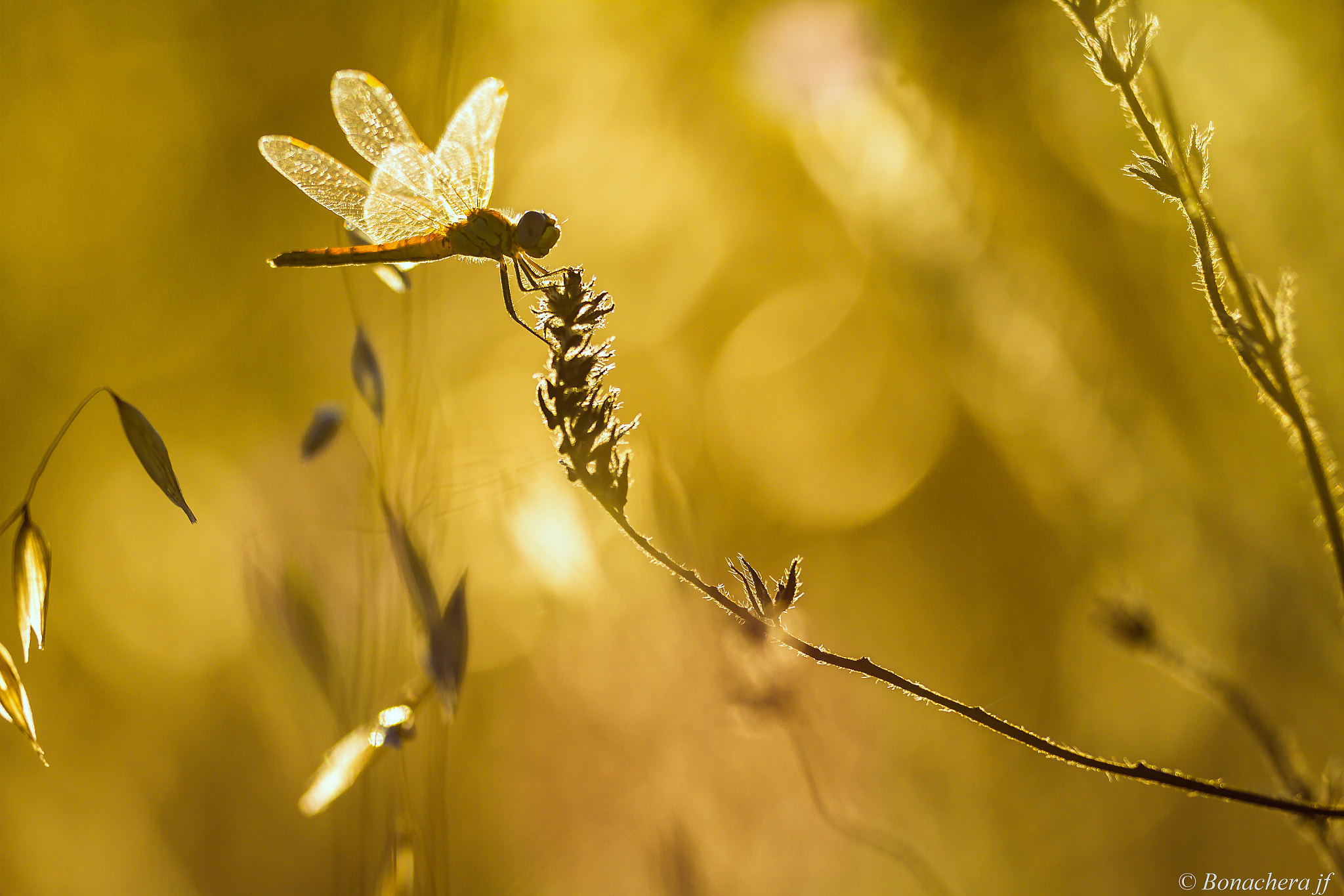 Sigma 150mm f/2.8 EX DG OS HSM APO Macro sample photo. Magic light photography