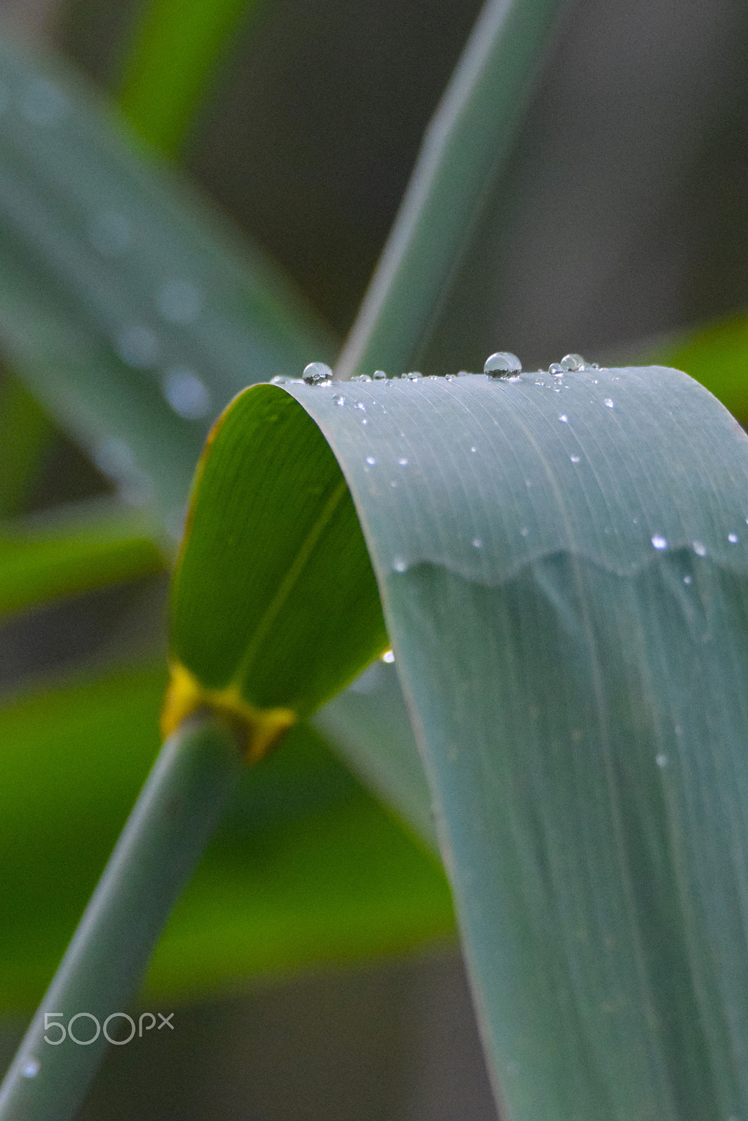Tamron SP 150-600mm F5-6.3 Di VC USD sample photo. Raindrops dancing on a high grass straw photography