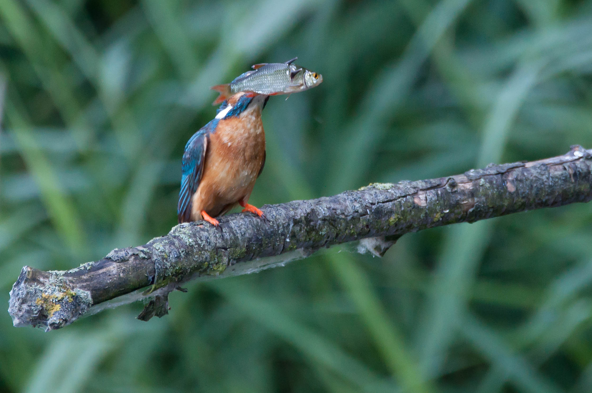 Sigma 150-600mm F5-6.3 DG OS HSM | C sample photo. Ijsvogel photography