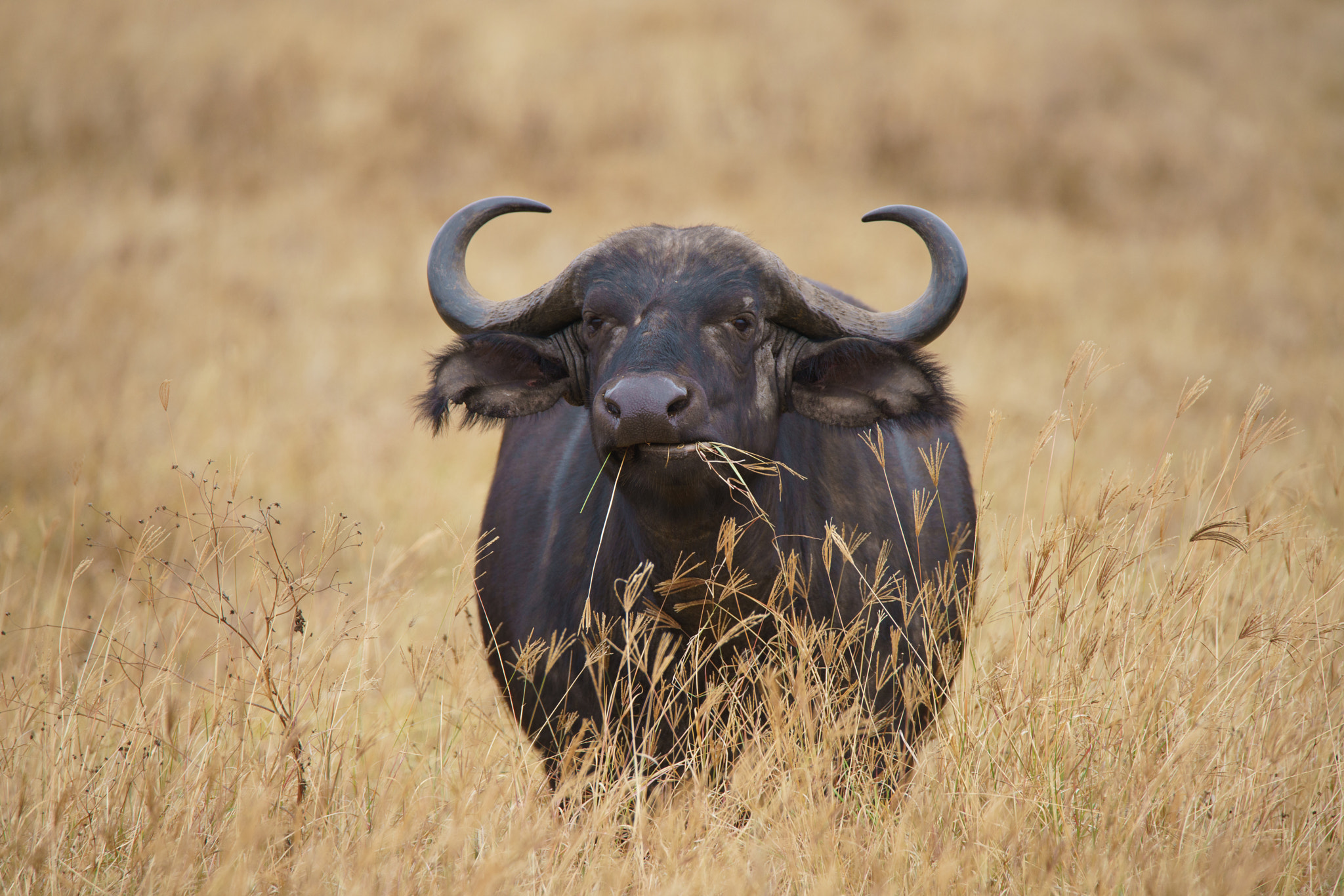 Sony a7R II + Tamron SP 150-600mm F5-6.3 Di VC USD sample photo. Wild buffalo at ngorongoro crater, tanzania photography