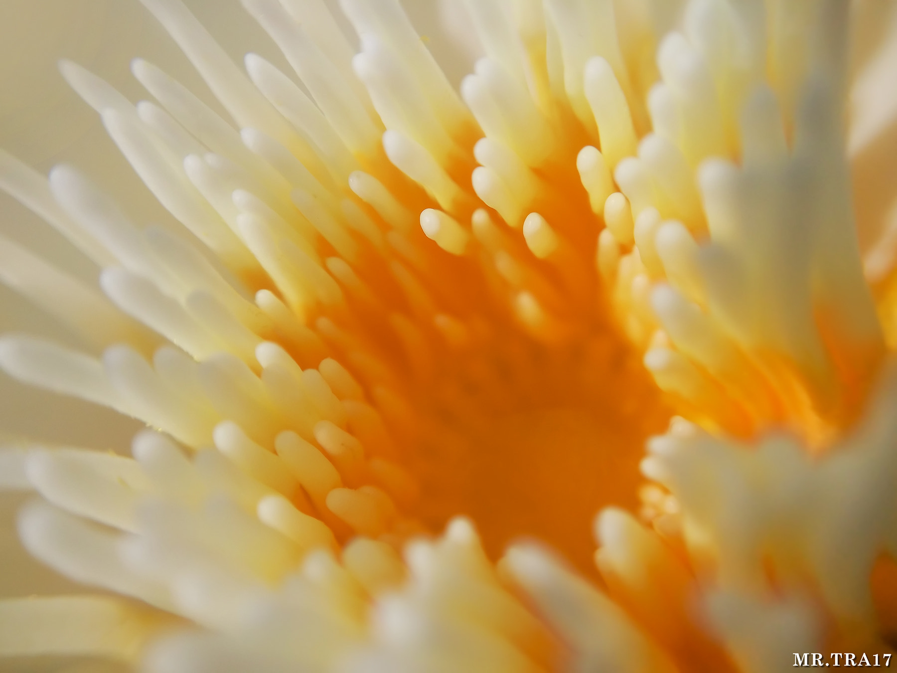 Xiaomi MI3 sample photo. Lotus photography