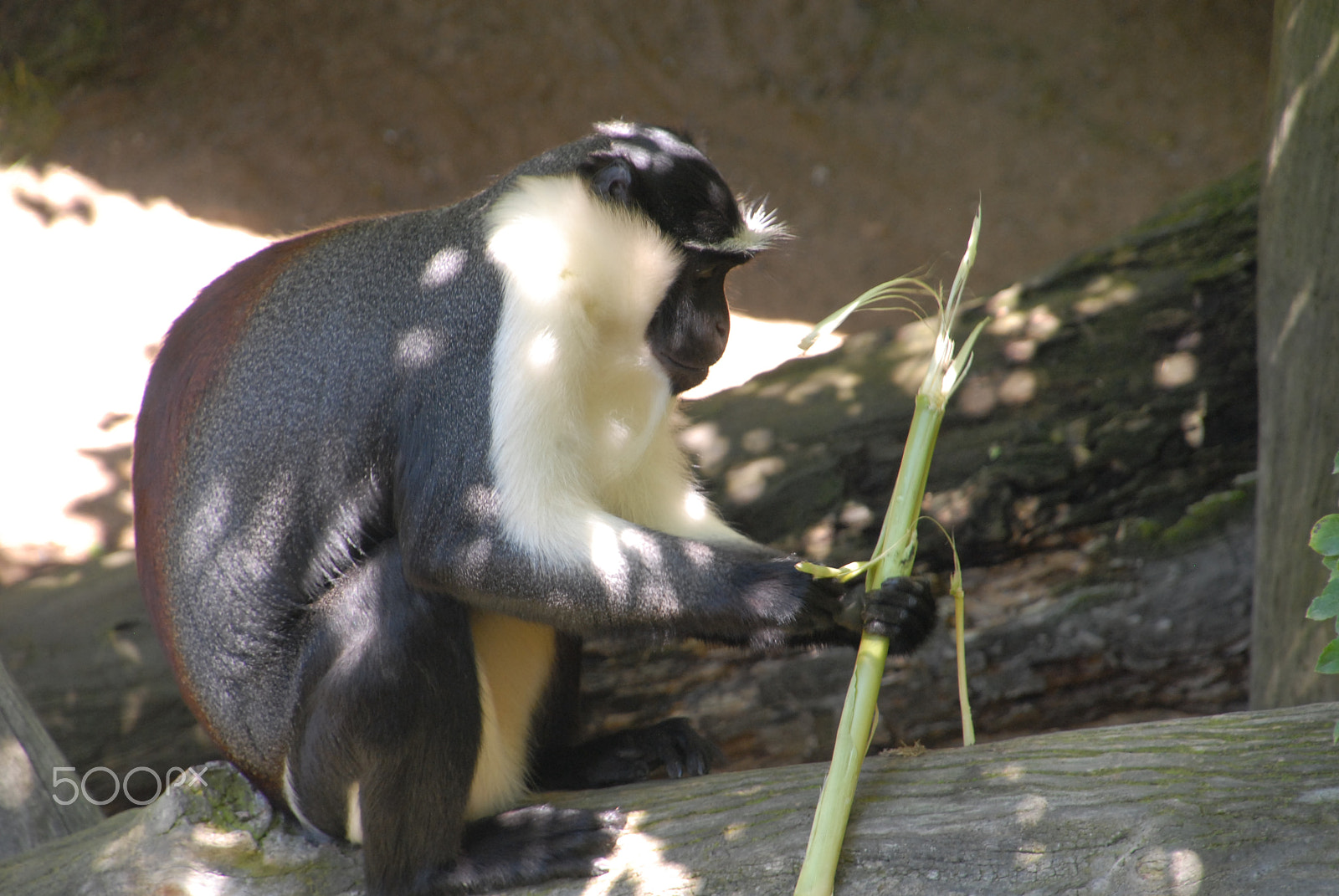 Nikon D200 sample photo. Primate, photography