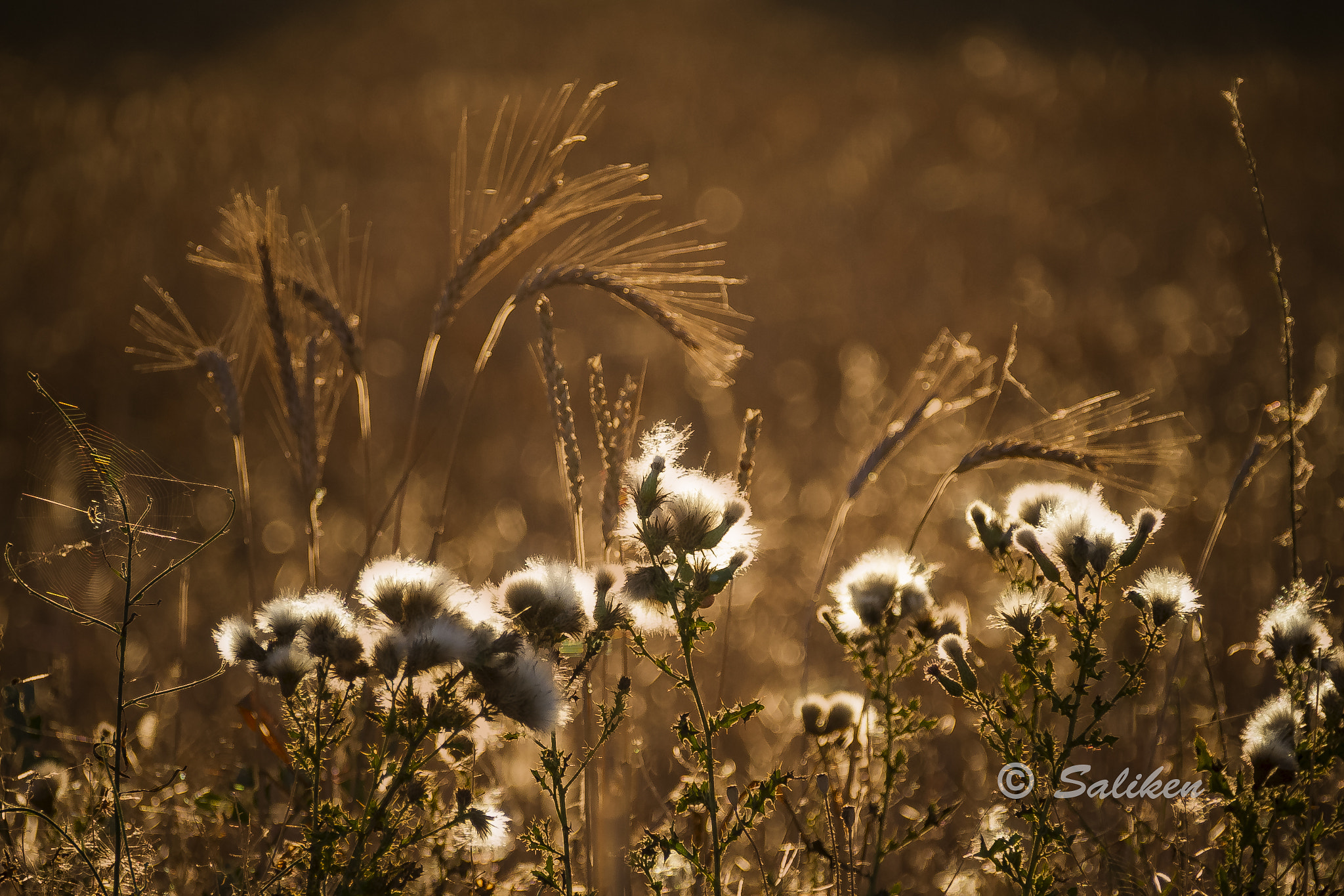 Canon EF 75-300mm F4.0-5.6 IS USM sample photo. Entre algodones y trigo photography