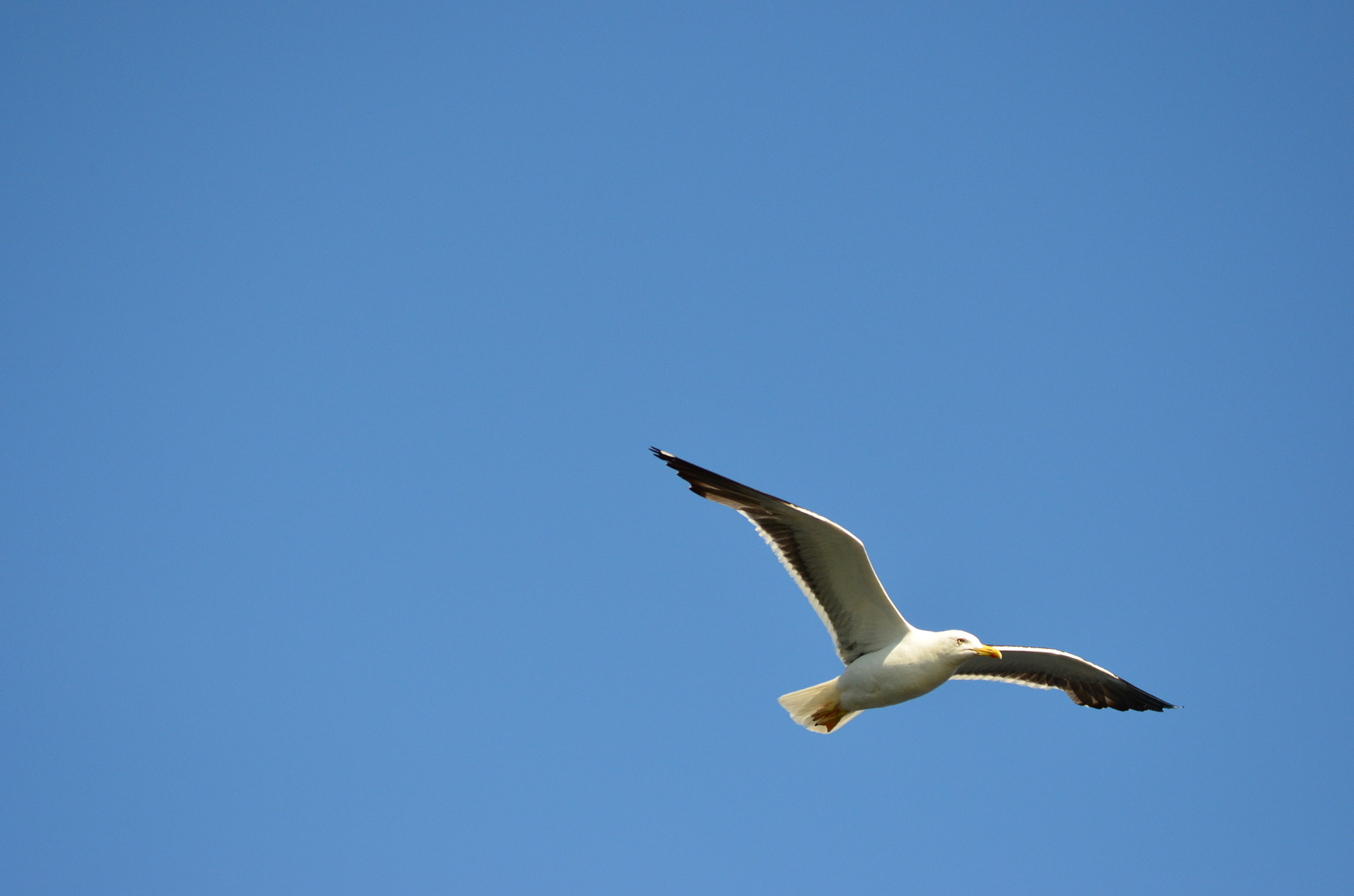 Nikon D5100 + Tamron SP 150-600mm F5-6.3 Di VC USD sample photo. Flying bird photography