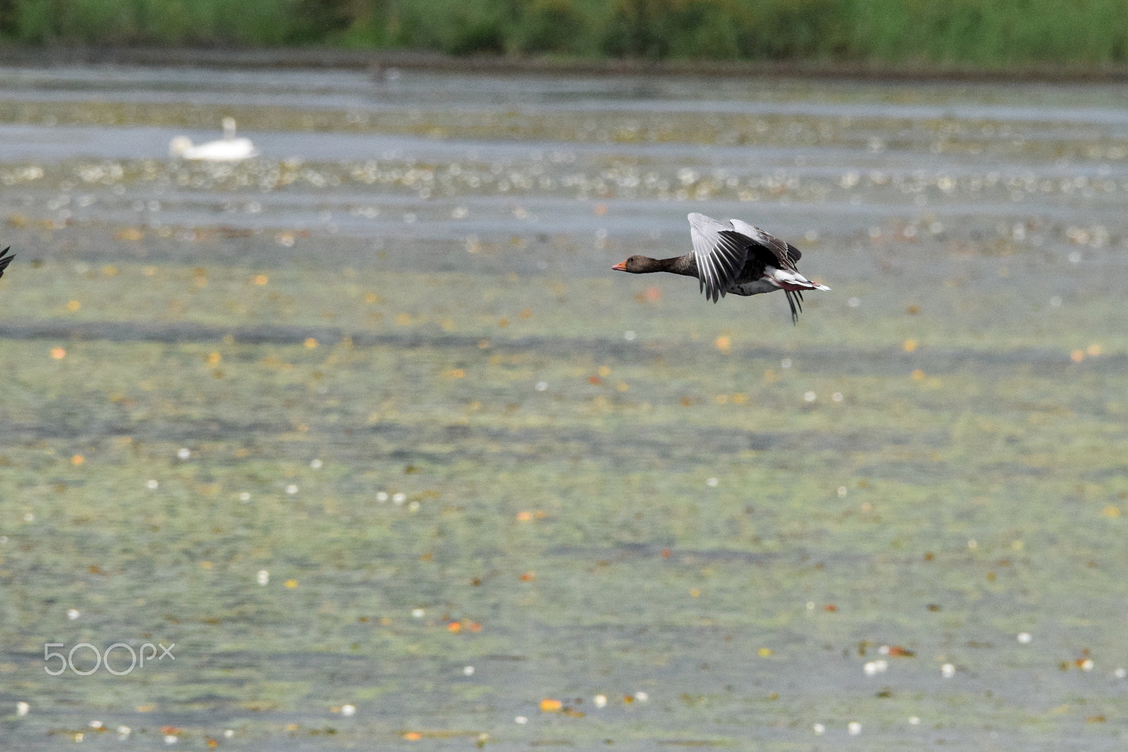 Tamron SP 150-600mm F5-6.3 Di VC USD sample photo. Branta canadensis going into hyperdrive! photography