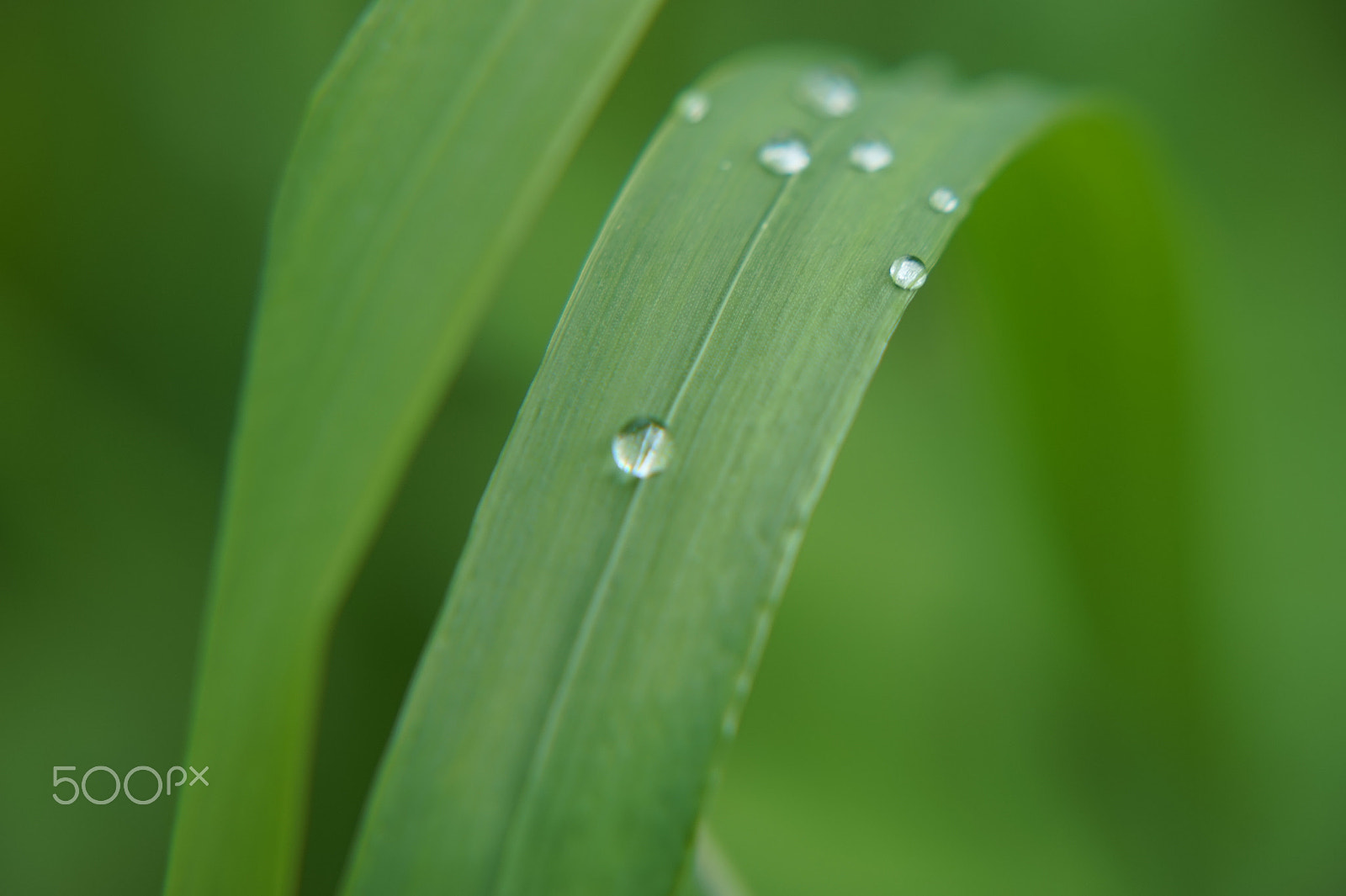 Sony FE 24-240mm F3.5-6.3 OSS sample photo. Green photography