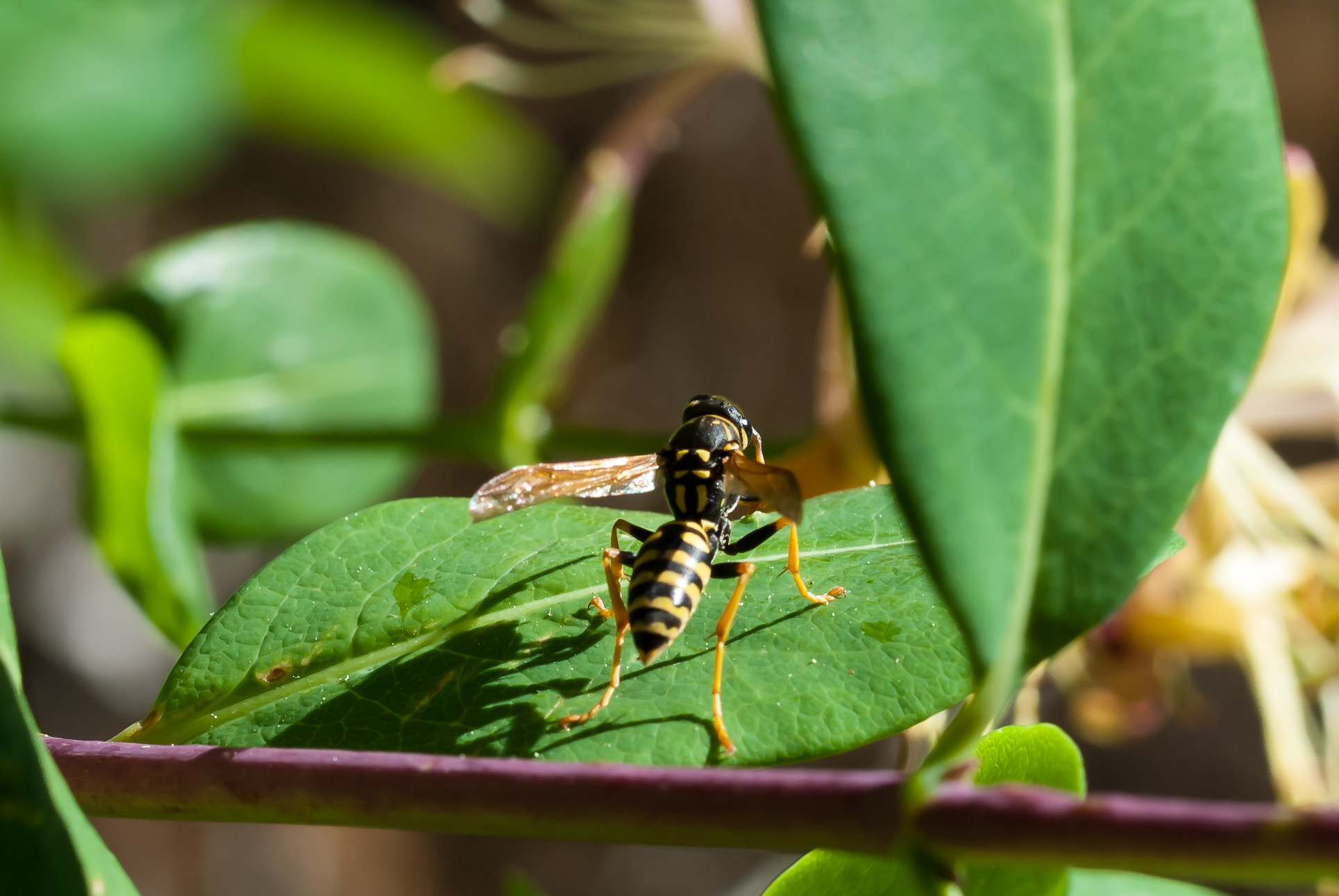Nikon D3000 sample photo. Ready to fly... photography